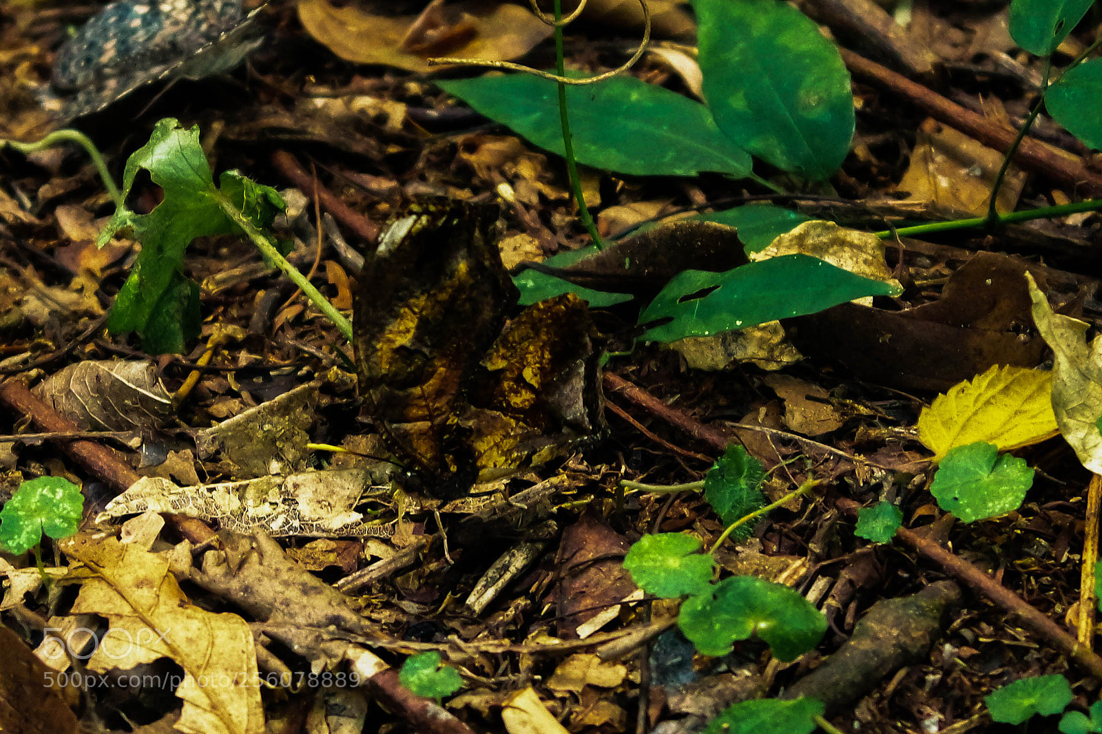 Samsung NX3000 sample photo. Untitled photography