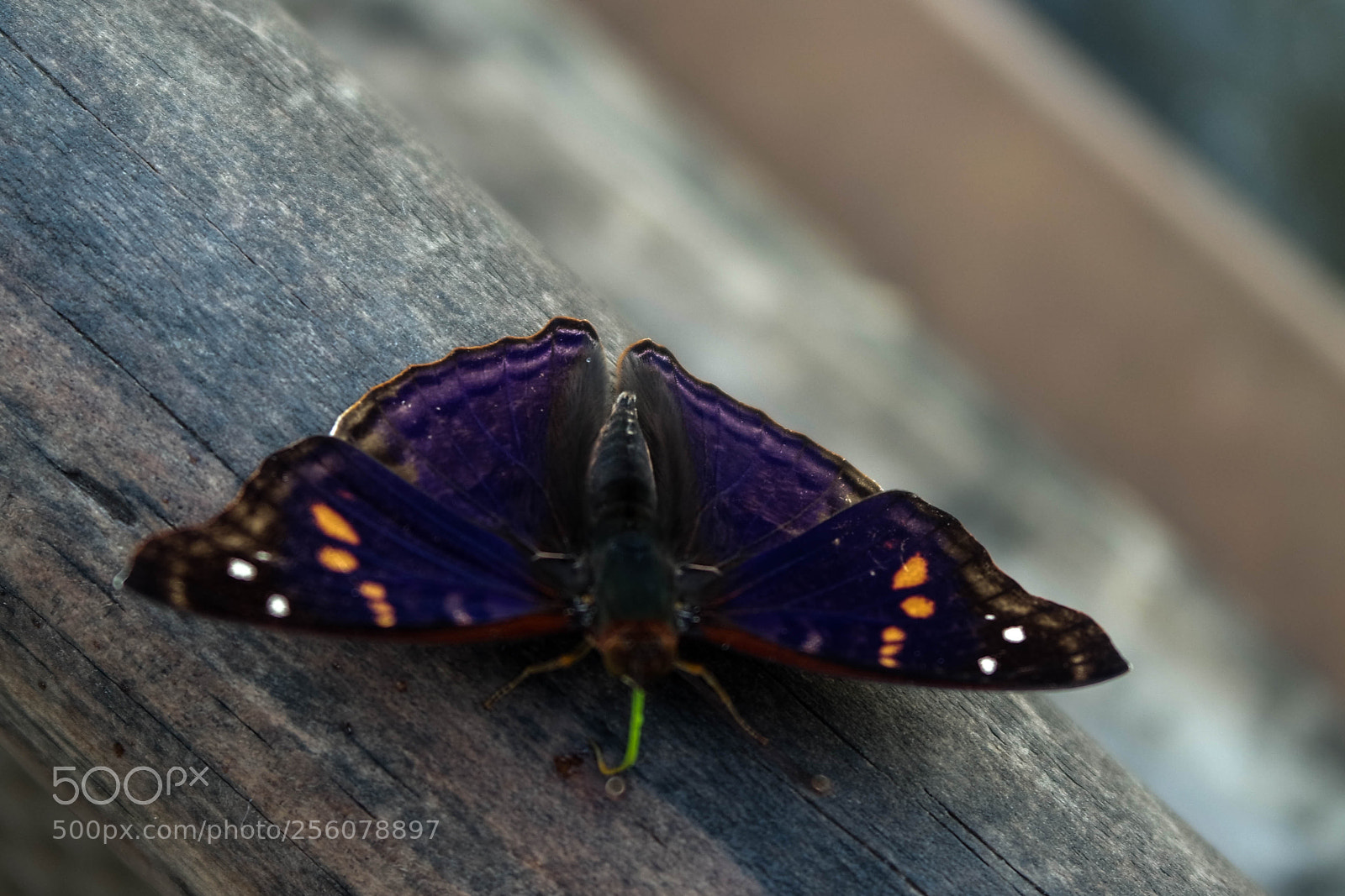 Samsung NX3000 sample photo. Untitled photography