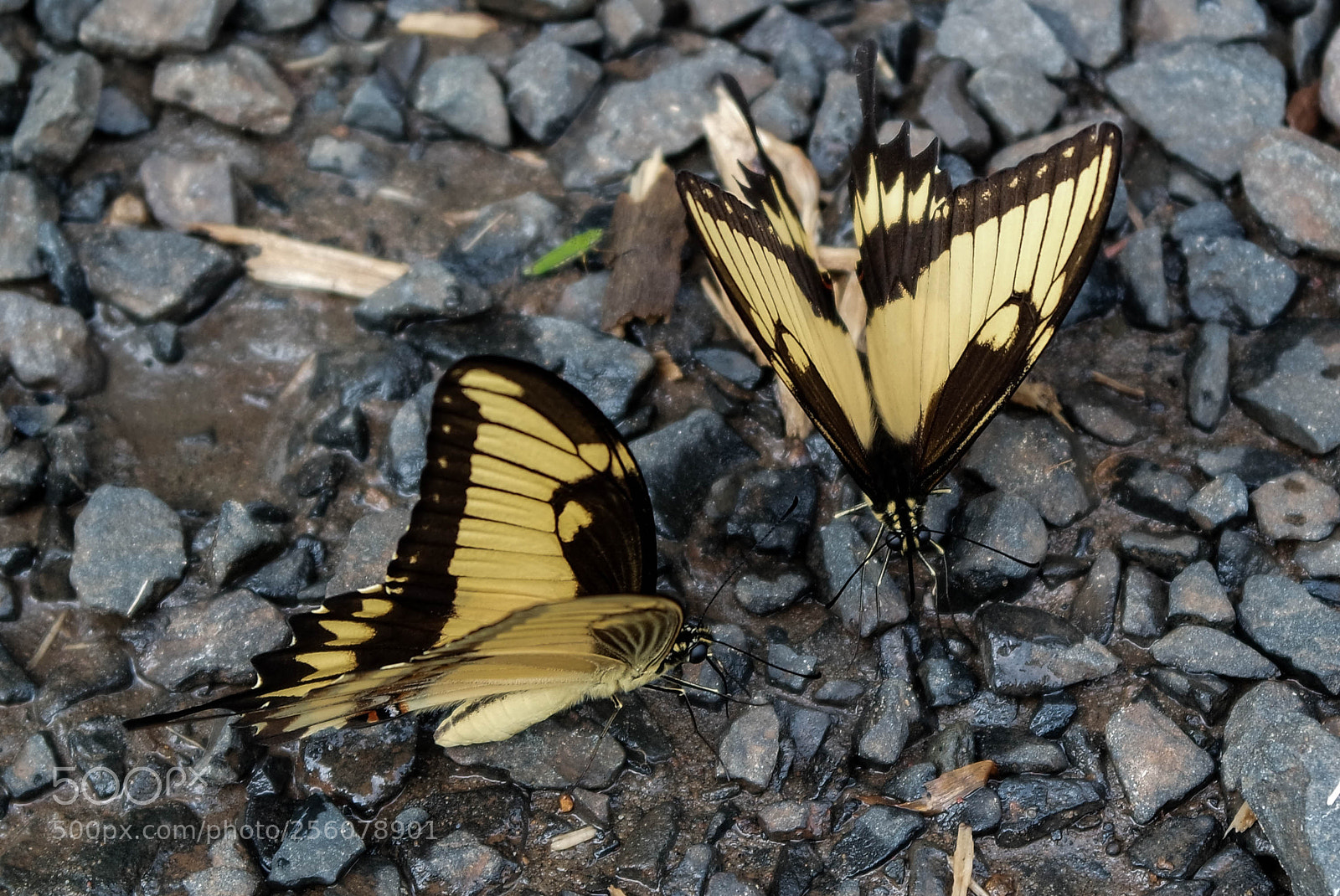 Samsung NX3000 sample photo. Untitled photography
