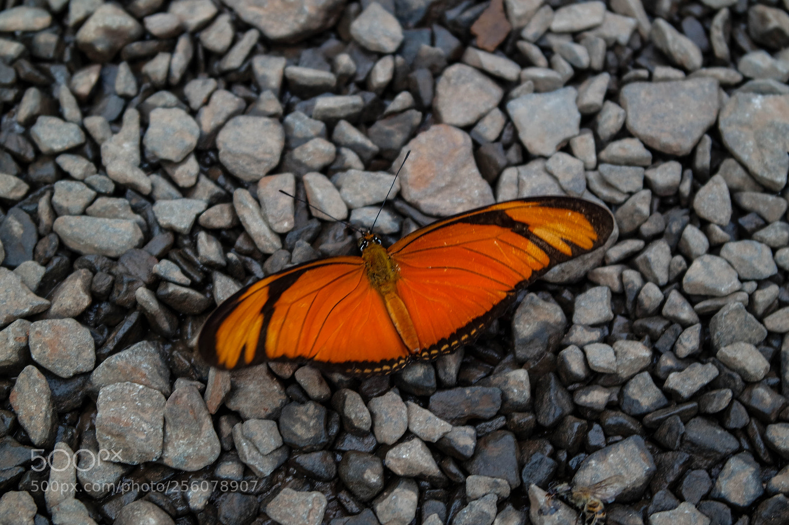 Samsung NX3000 sample photo. Untitled photography