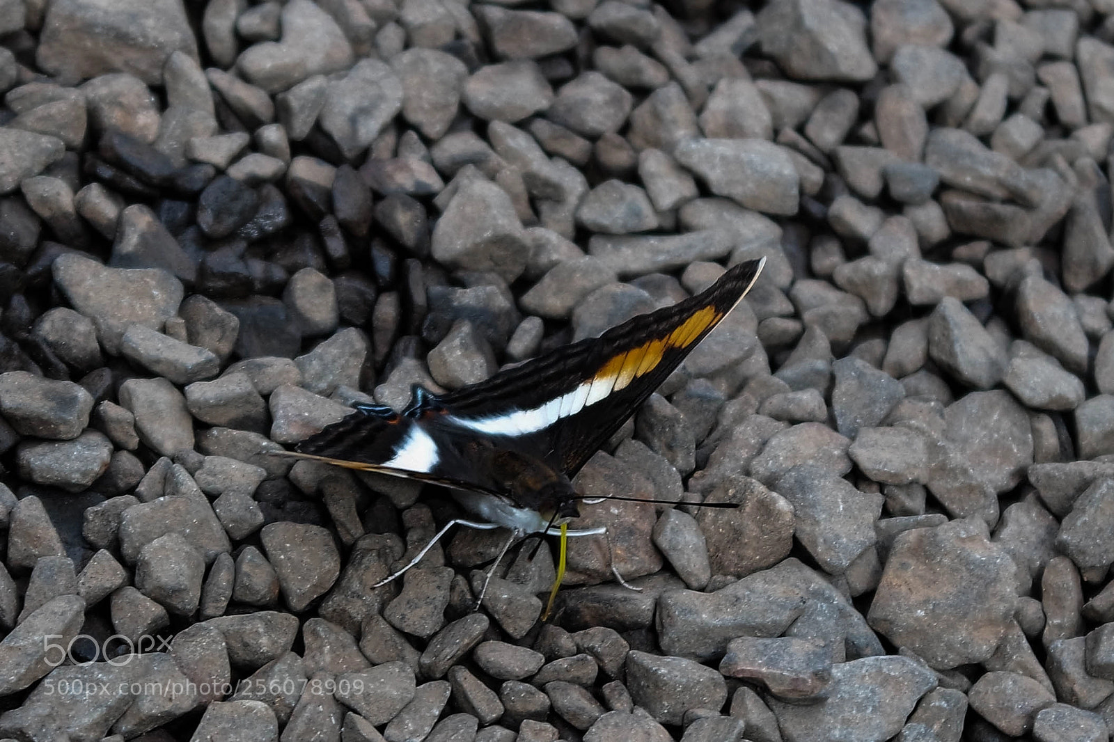 Samsung NX3000 sample photo. Untitled photography