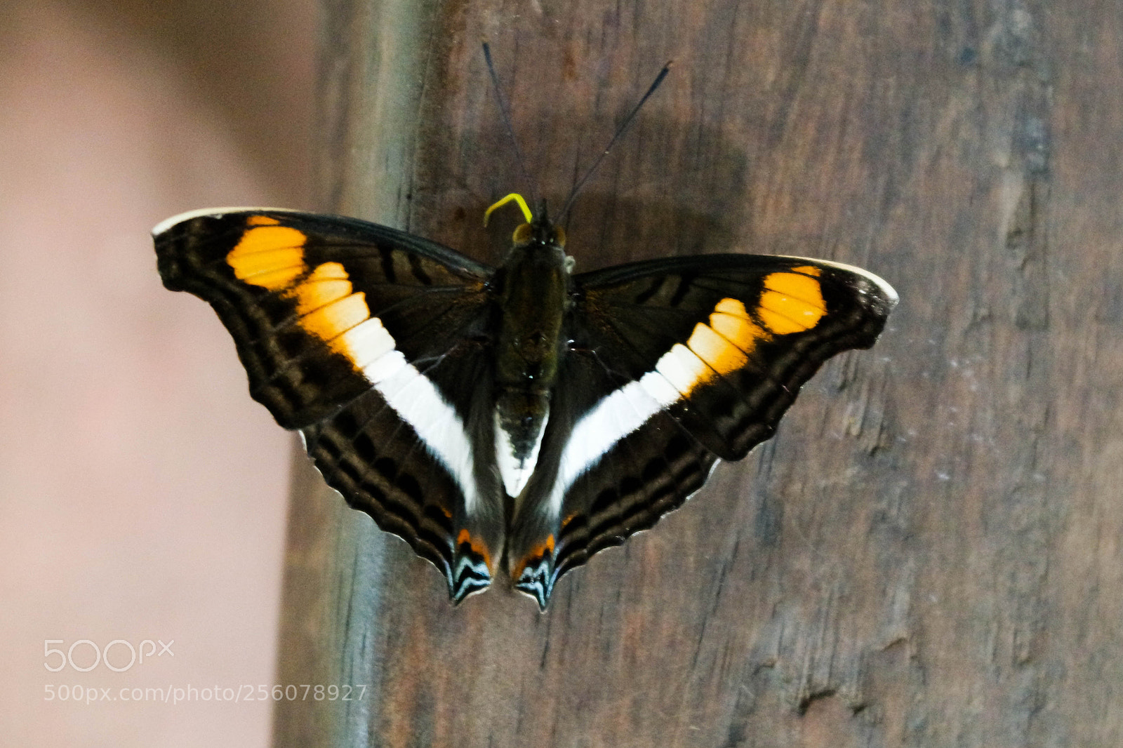 Samsung NX3000 sample photo. Untitled photography