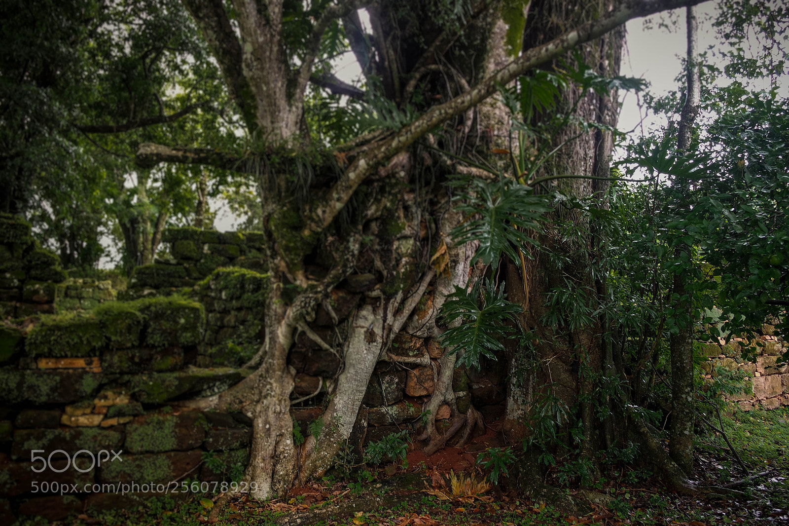 Samsung NX3000 sample photo. Untitled photography