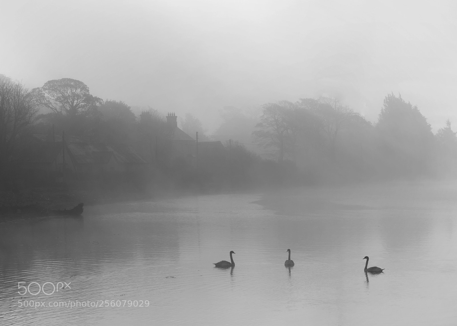 Nikon D750 sample photo. Misty bay swans photography