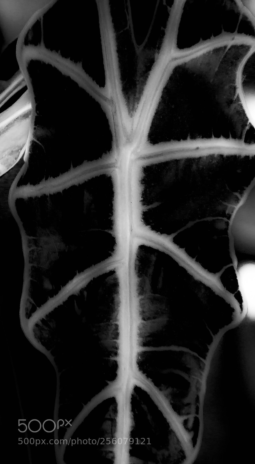 Canon EOS 500D (EOS Rebel T1i / EOS Kiss X3) sample photo. Leaf´s veins photography