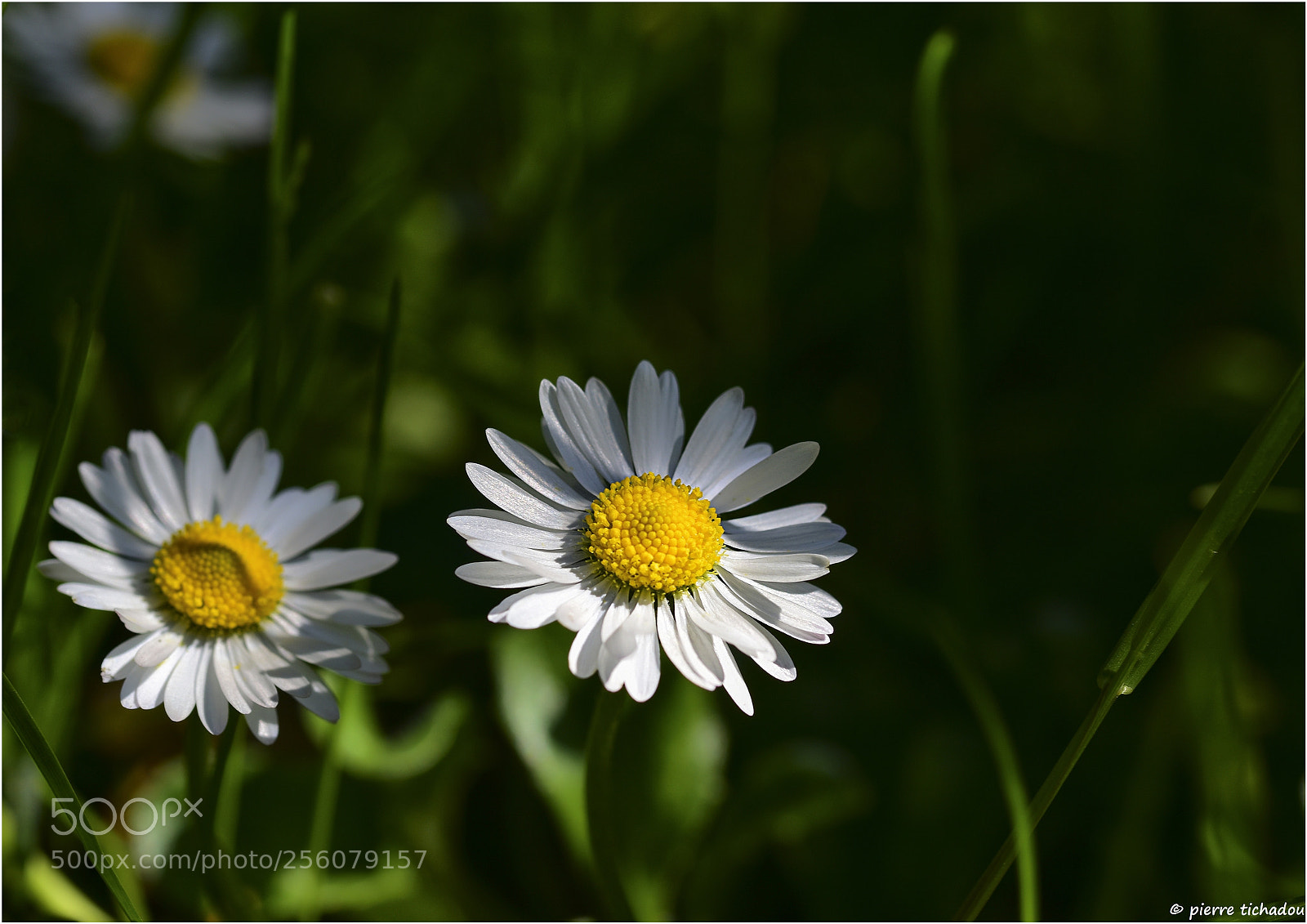 Nikon D5500 sample photo. Les 2 petites marguerites photography