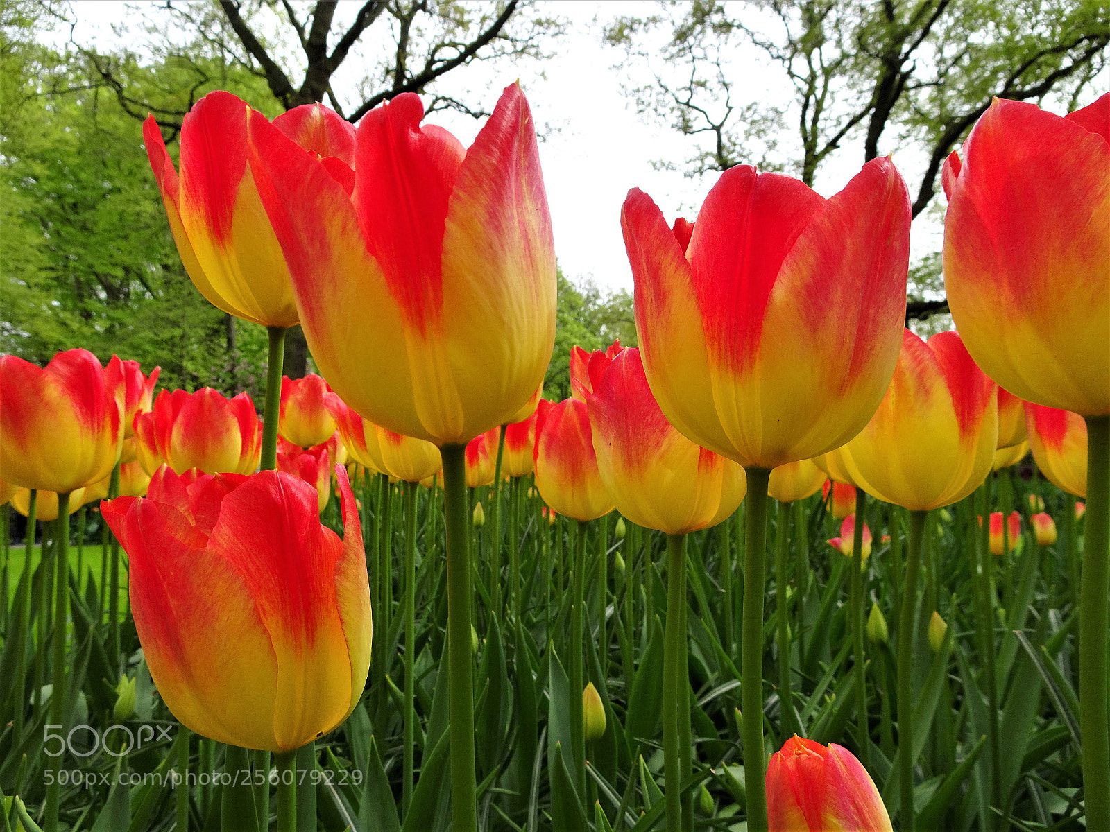 Sony Cyber-shot DSC-HX90V sample photo. Dsc photography