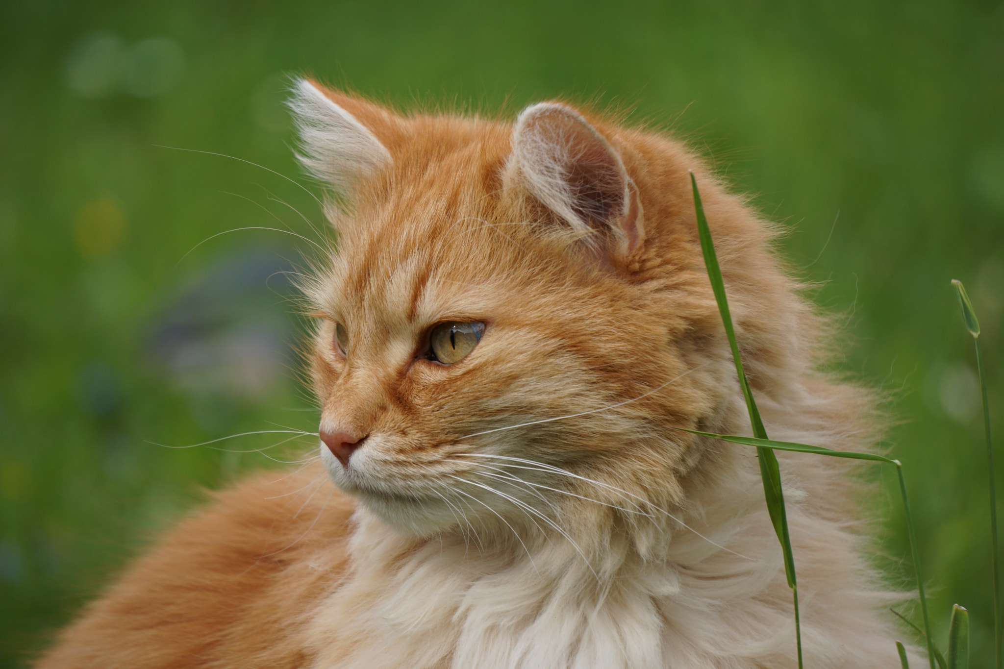 Sony E 55-210mm F4.5-6.3 OSS sample photo. Cat photography