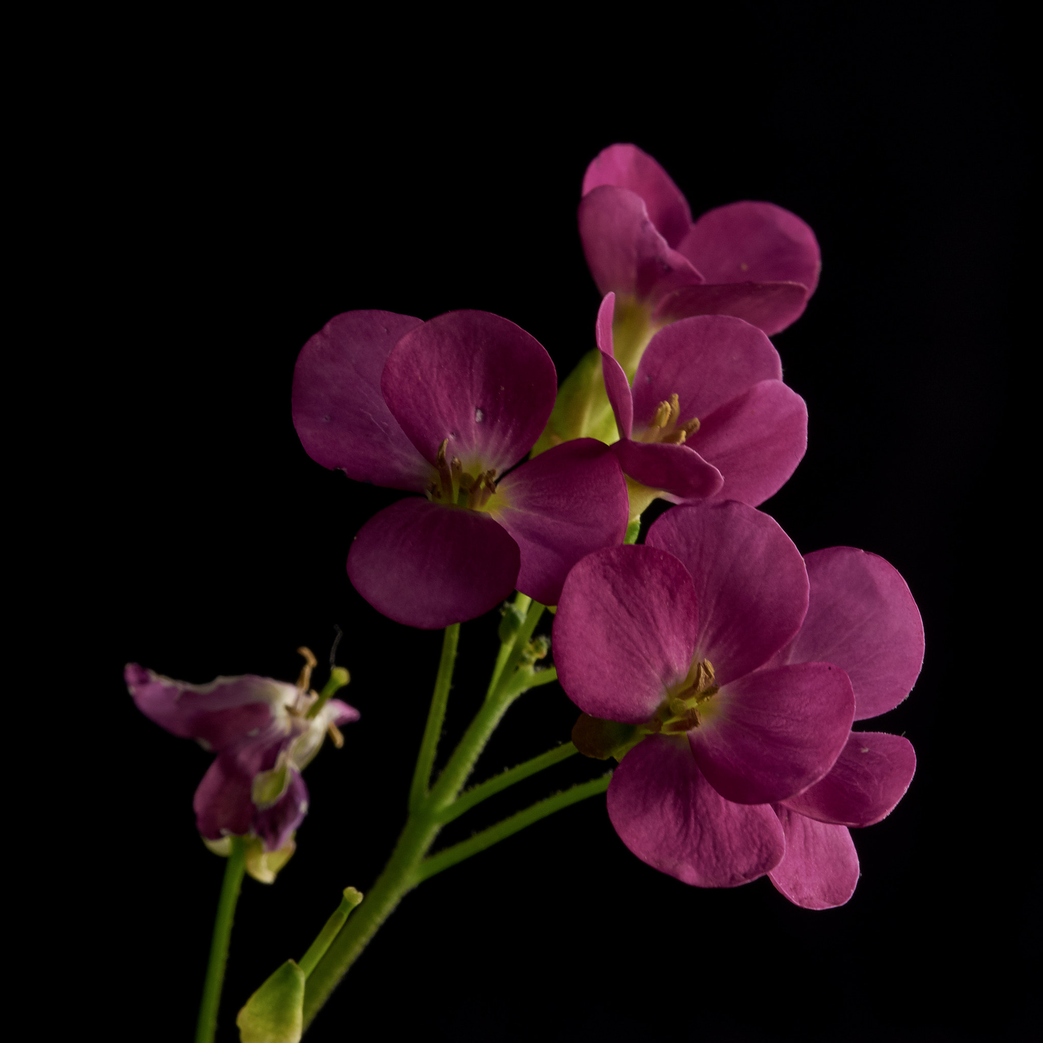 Sigma 105mm F2.8 EX DG OS HSM sample photo. Pink photography