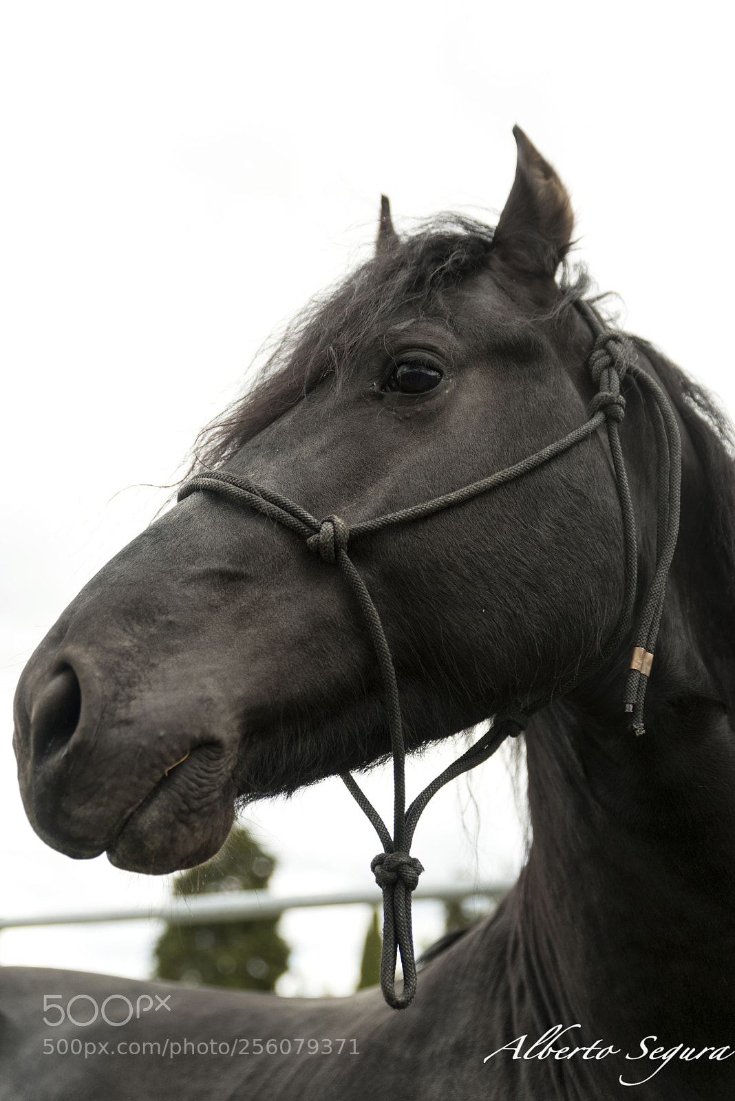Nikon D610 sample photo. Caballo photography