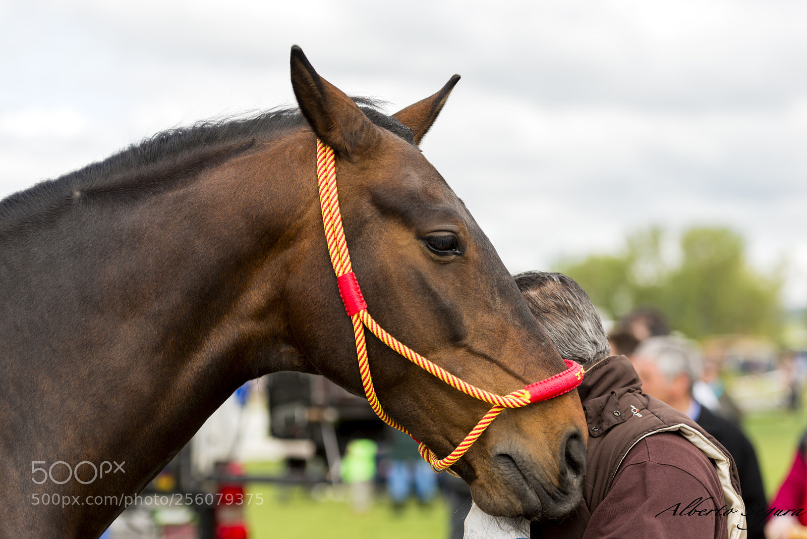 Nikon D610 sample photo. Caballo photography