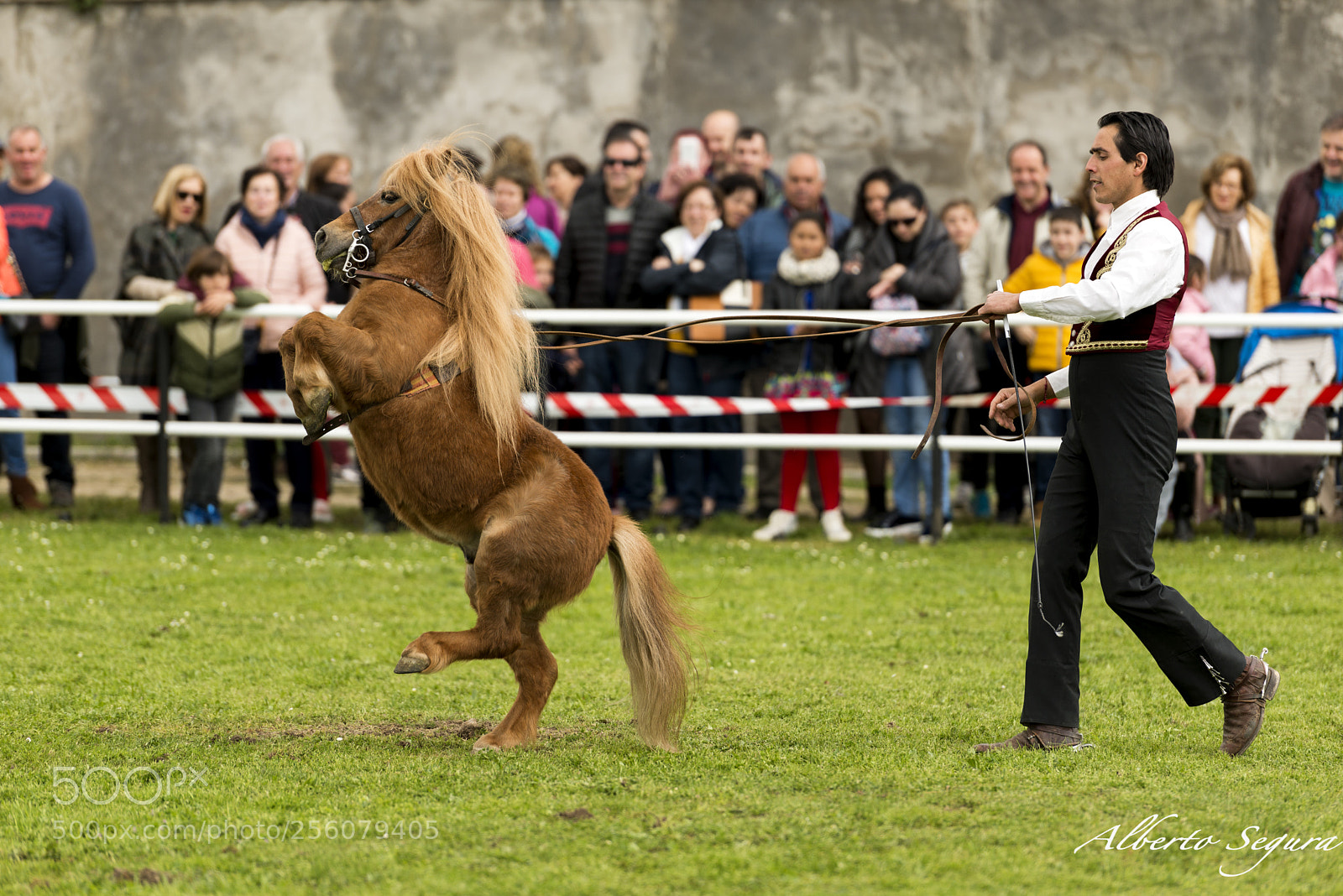 Nikon D610 sample photo. Doma de caballo enano photography