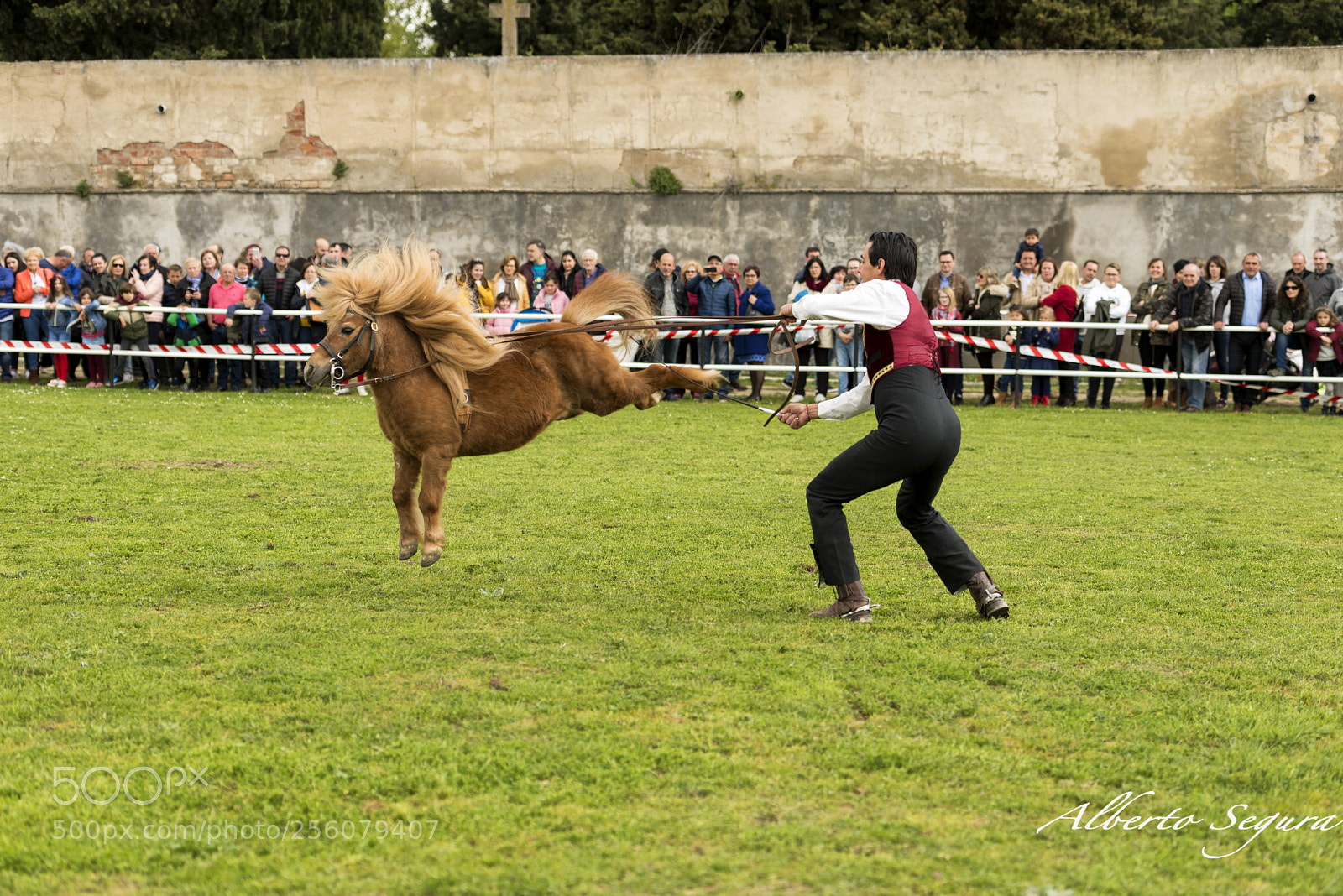 Nikon D610 sample photo. Doma de caballo enano photography