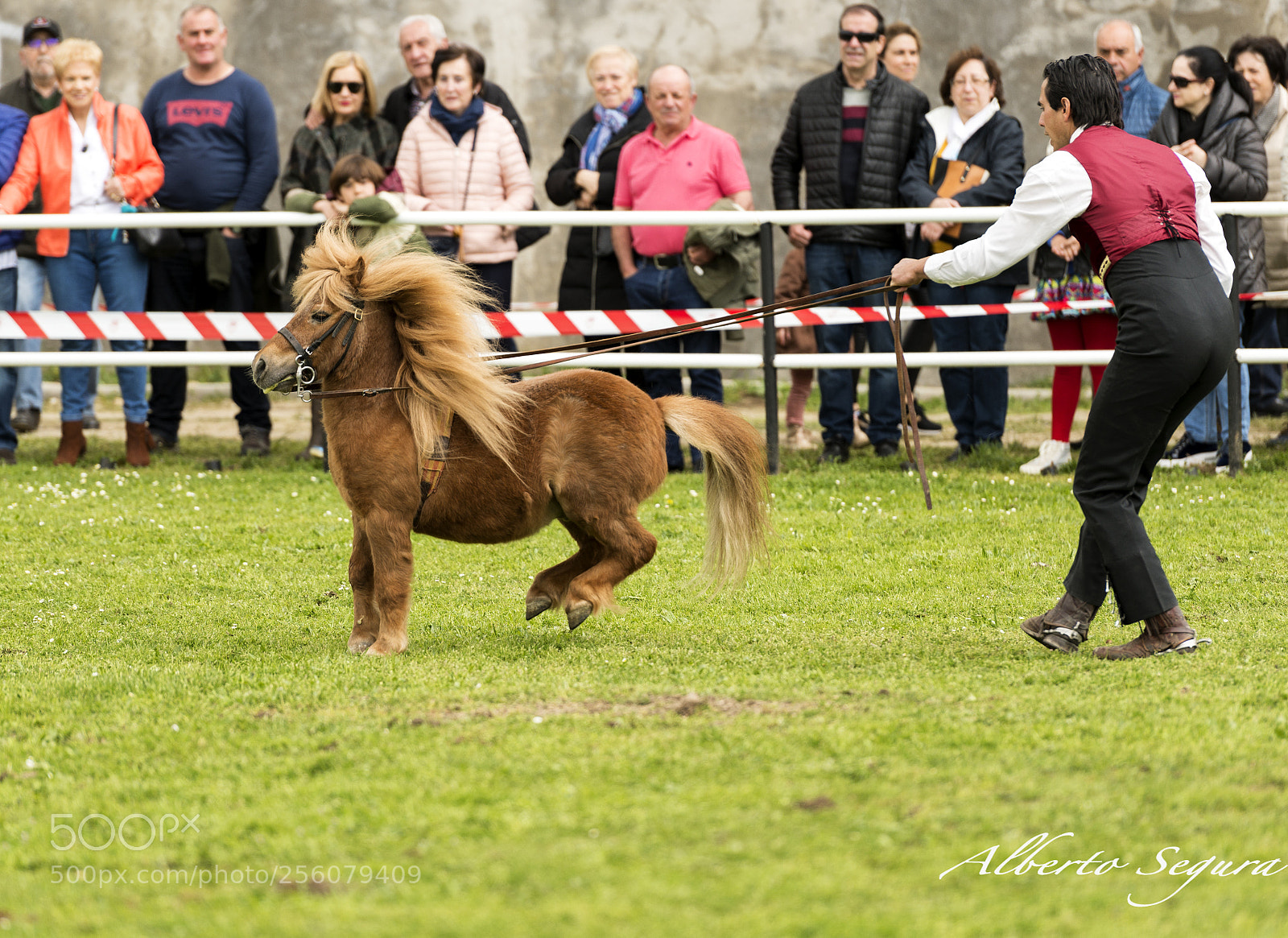 Nikon D610 sample photo. Doma de caballo enano photography