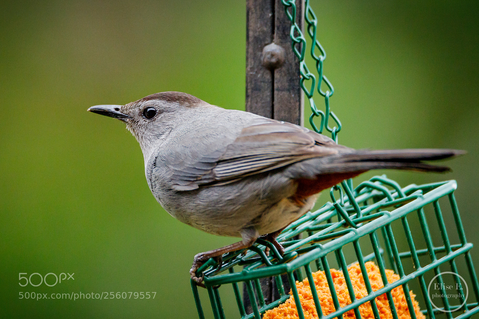 Canon EOS 6D Mark II sample photo. Catbird photography
