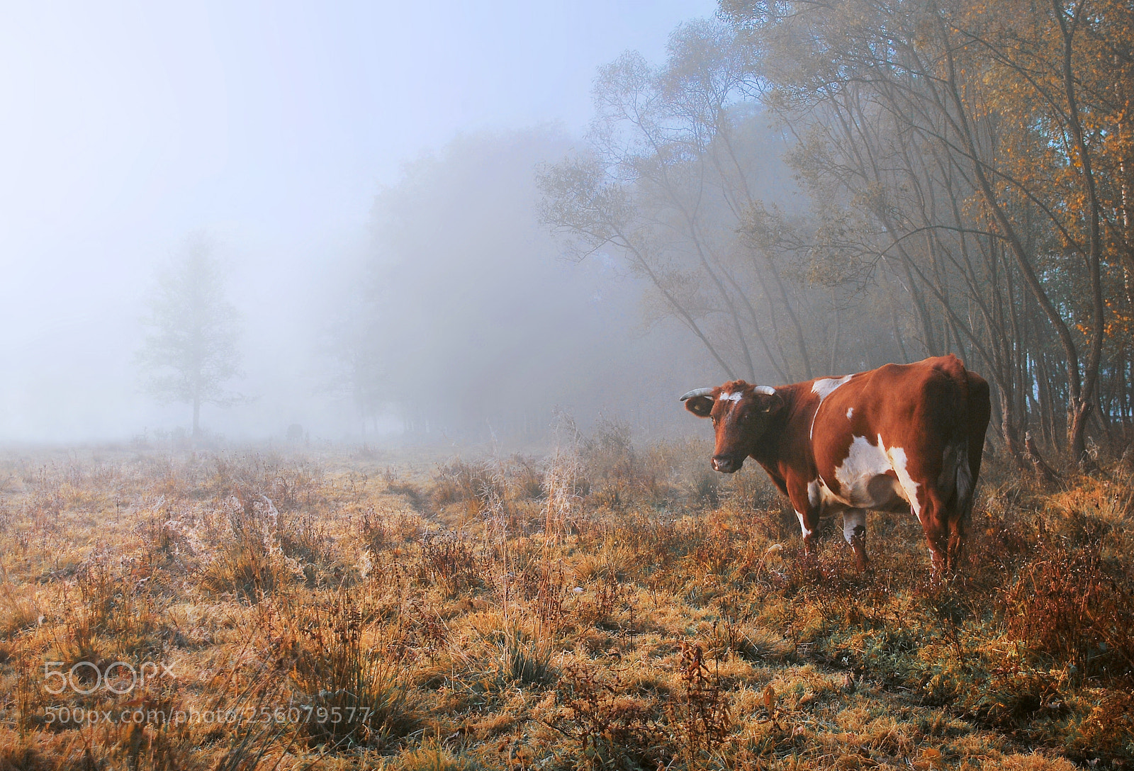 Nikon D60 sample photo. Milky morning photography