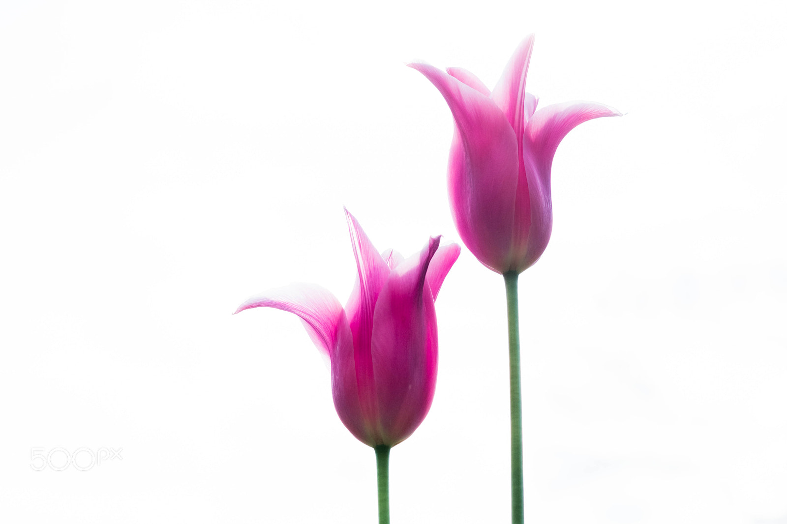 Fujifilm X-T2 sample photo. Tulips - les deux photography