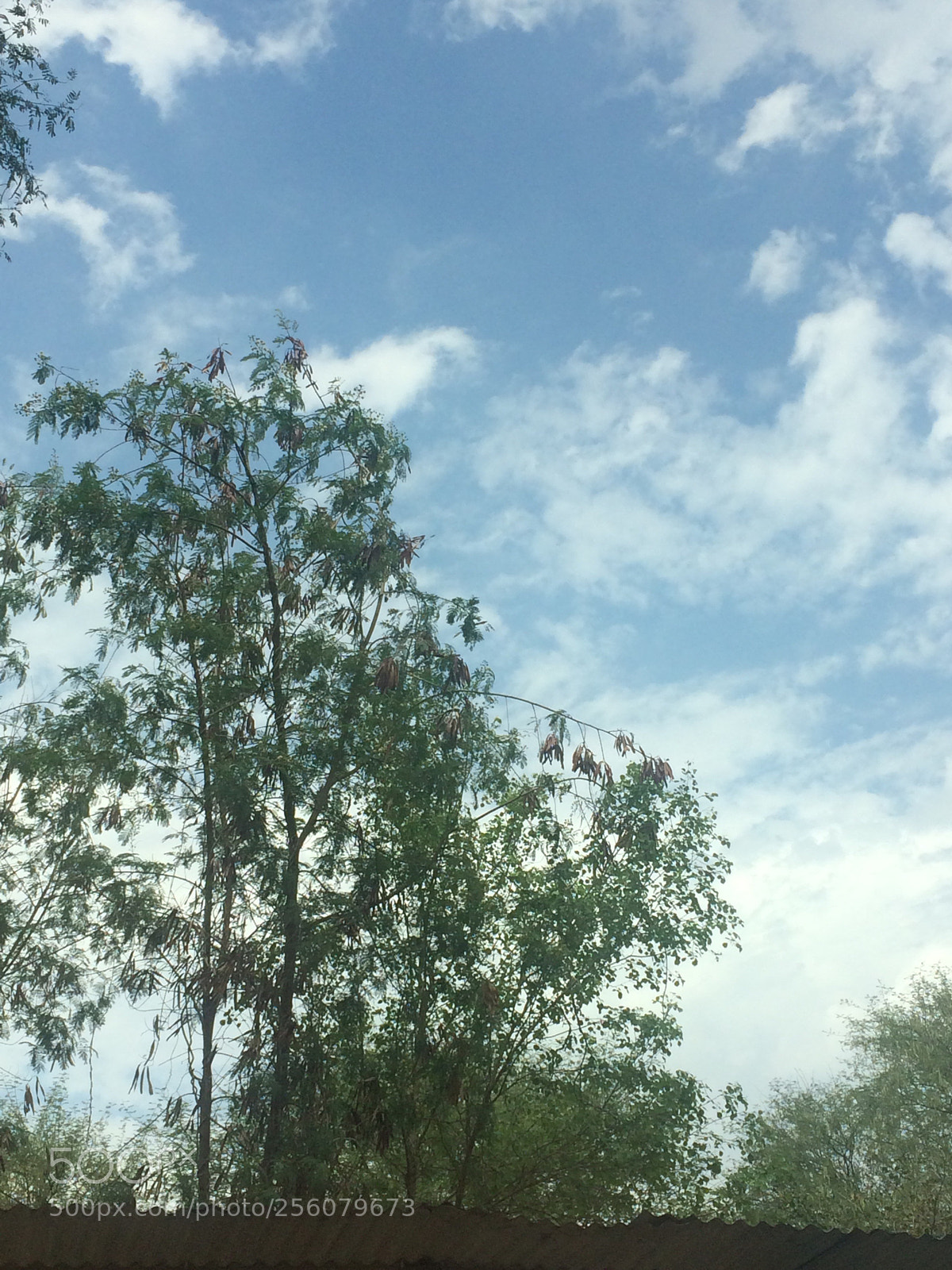 Apple iPhone 5s sample photo. Tree and clouds photography