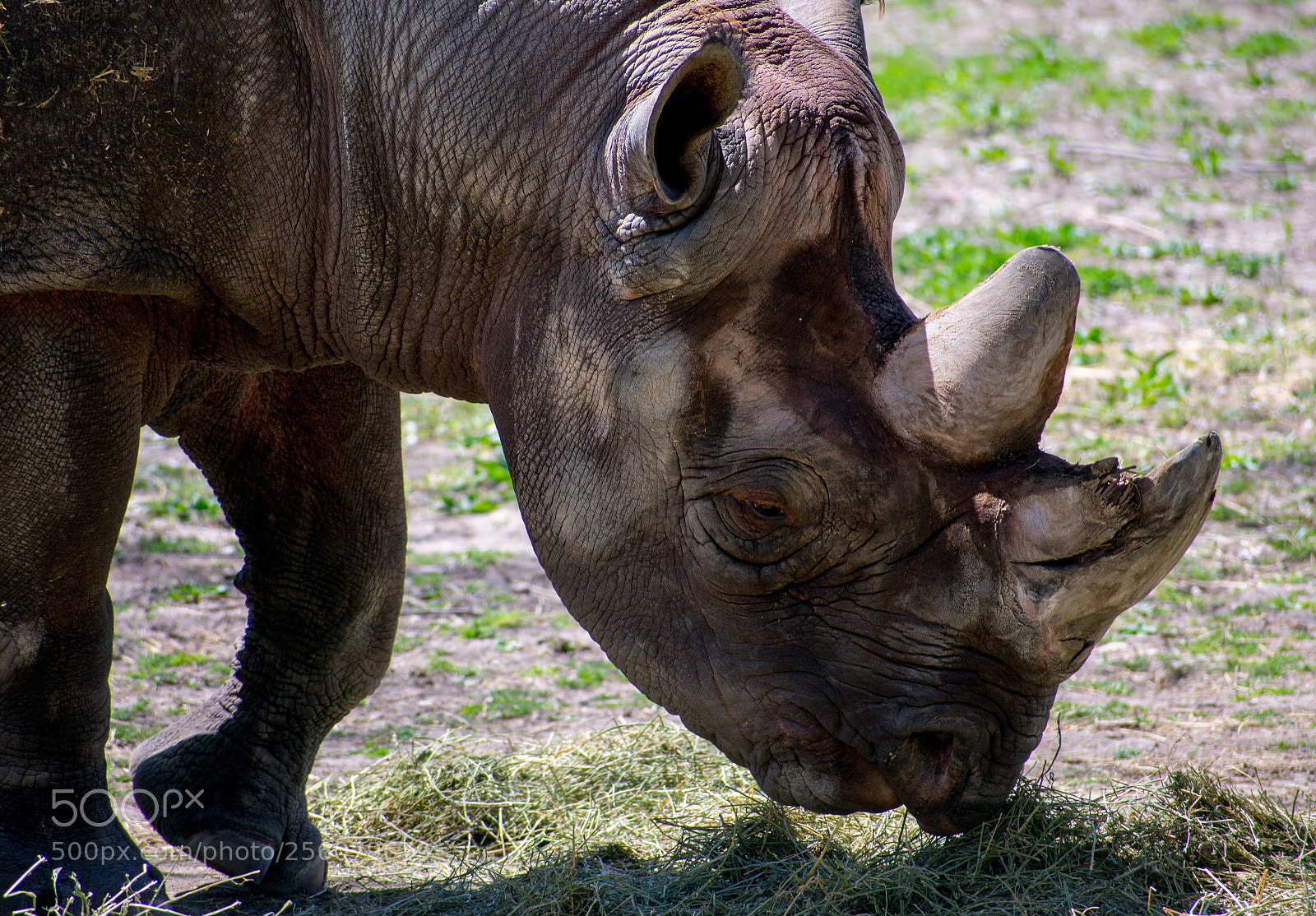 Nikon D3400 sample photo. Rhino photography