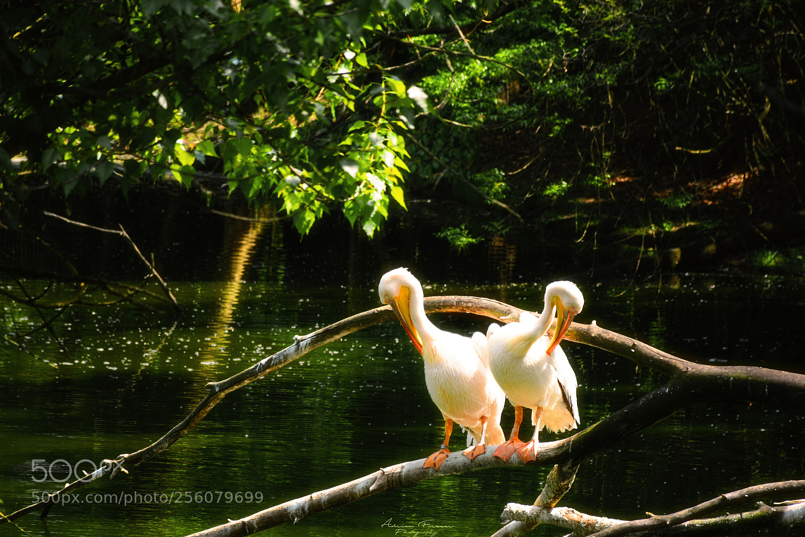 Nikon D5200 sample photo. Pelicans photography