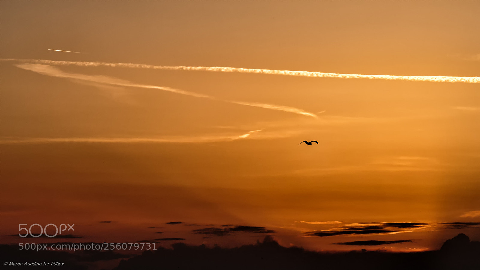 Canon EOS 70D sample photo. Flying away photography