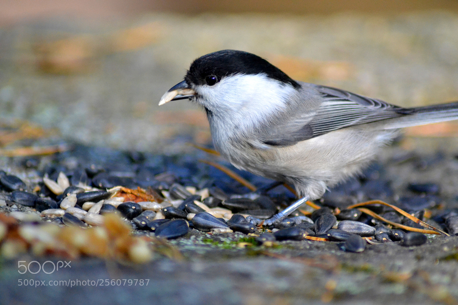 Nikon D3100 sample photo. Birds photography