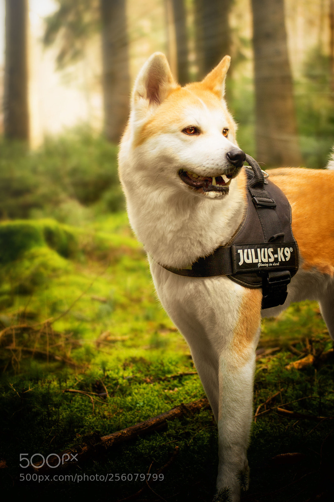 Nikon D3100 sample photo. Akita in the forest photography