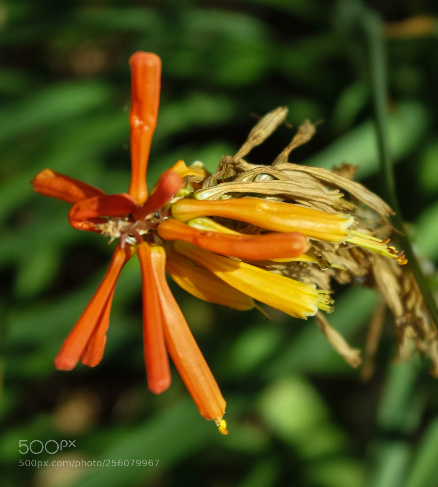 Samsung NX3000 sample photo. Untitled photography