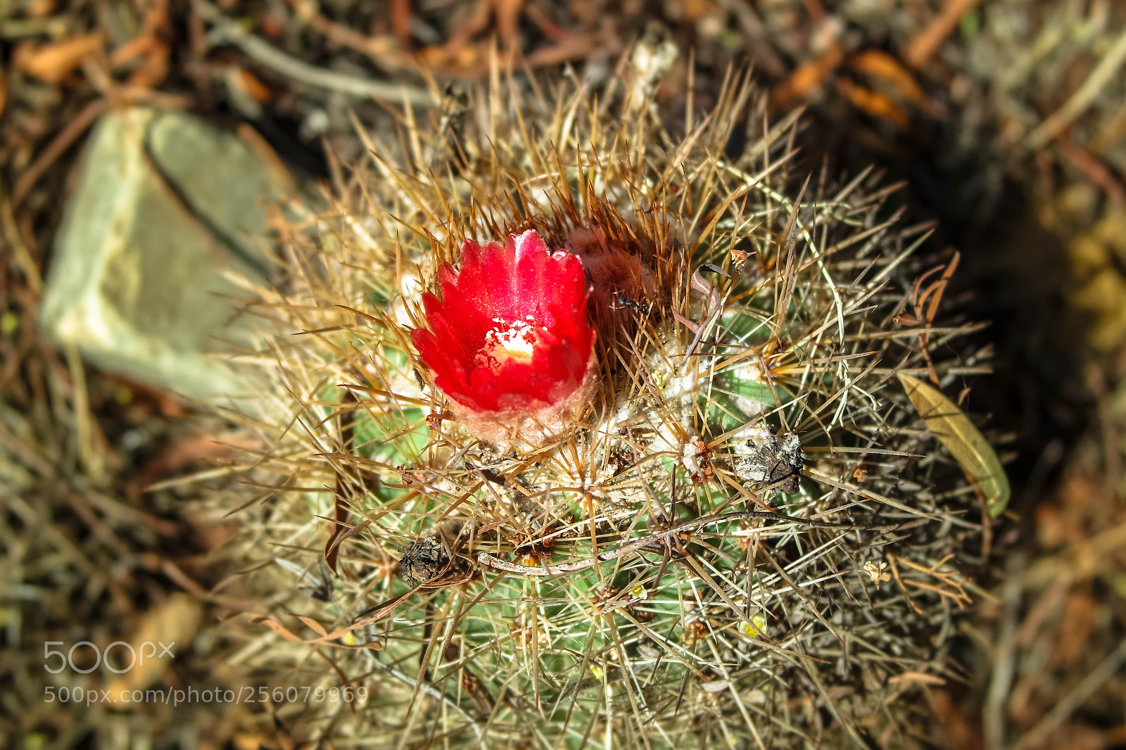 Samsung NX3000 sample photo. Untitled photography