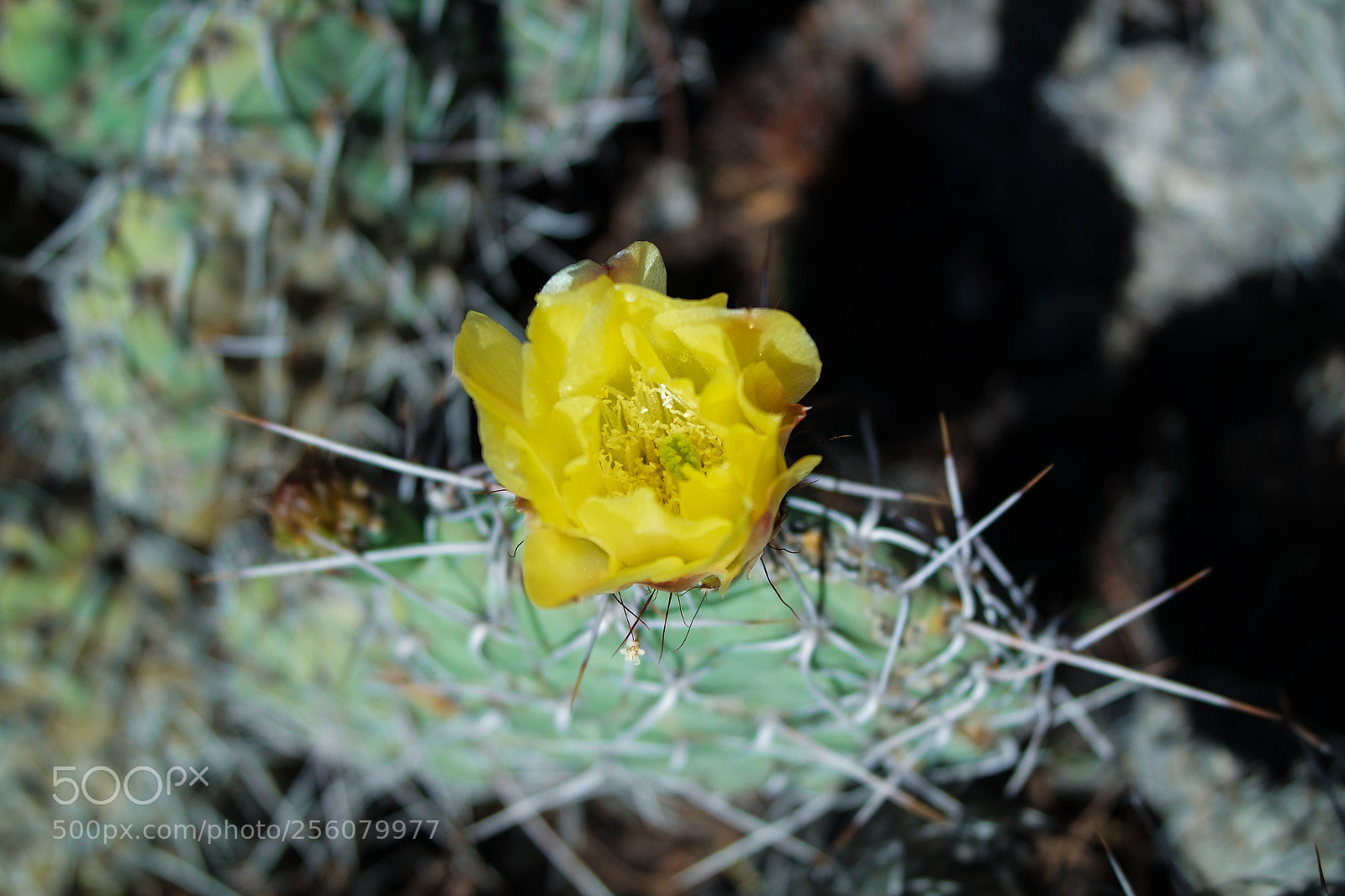 Samsung NX3000 sample photo. Untitled photography