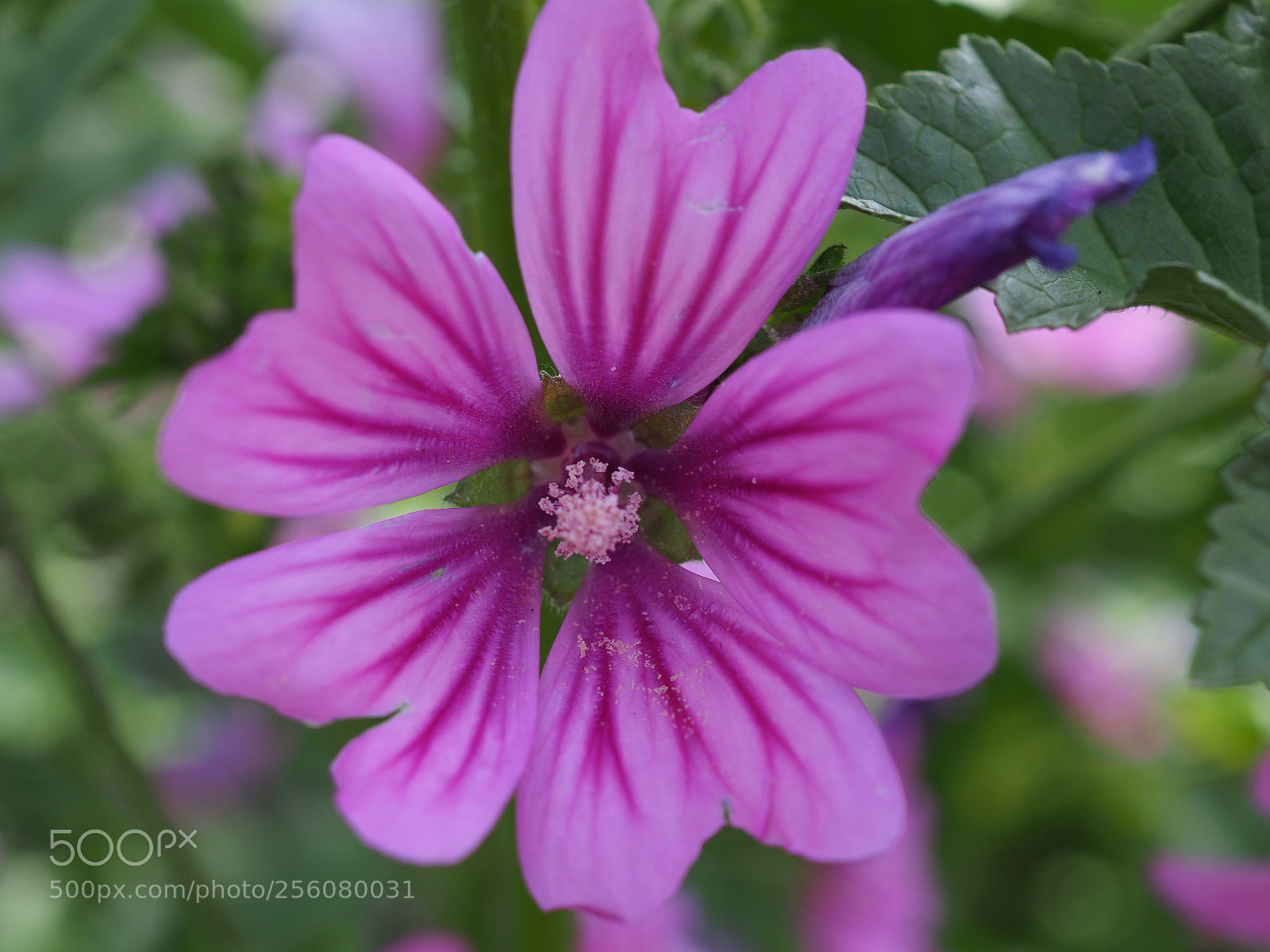 Olympus OM-D E-M1 Mark II sample photo. Malva (malva sylvestris) photography