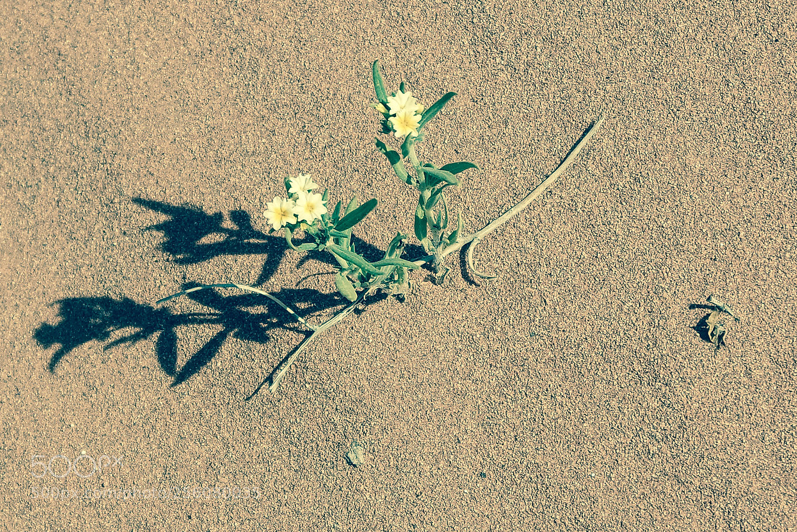 Samsung NX3000 sample photo. Untitled photography