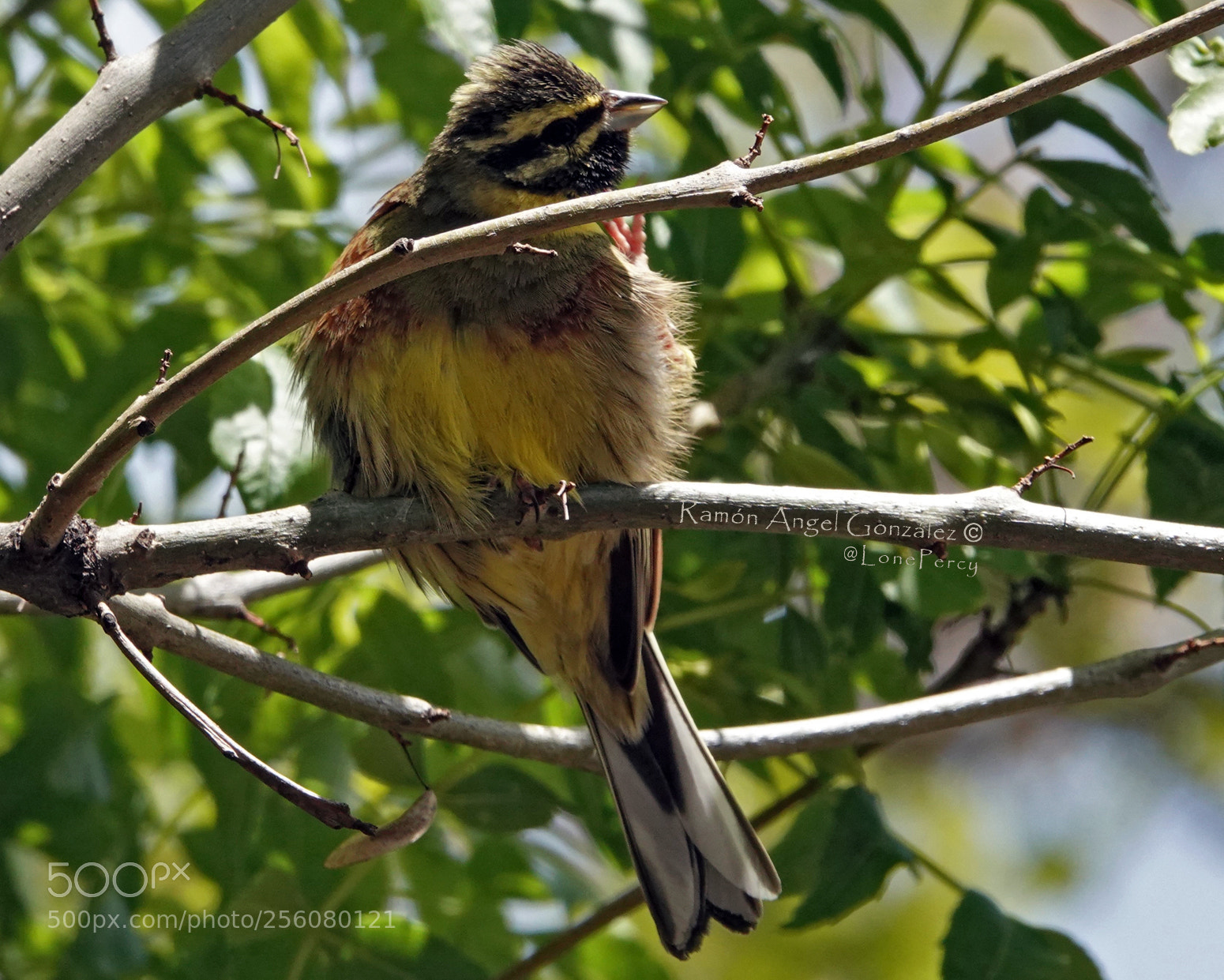 Sony Cyber-shot DSC-RX10 IV sample photo. Cirl bunting male sunbathing photography