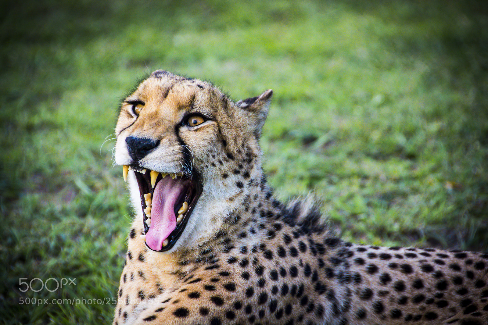 Nikon D7100 sample photo. Untitled photography