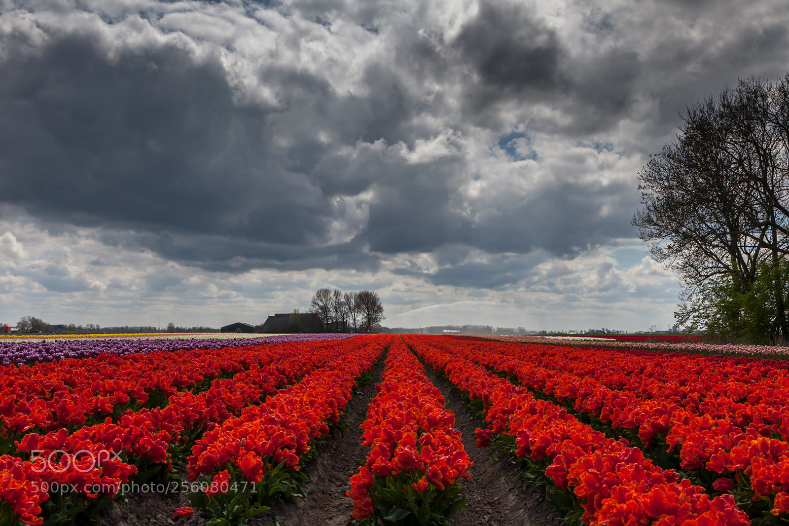 Canon EOS 5D Mark II sample photo. Tulips photography