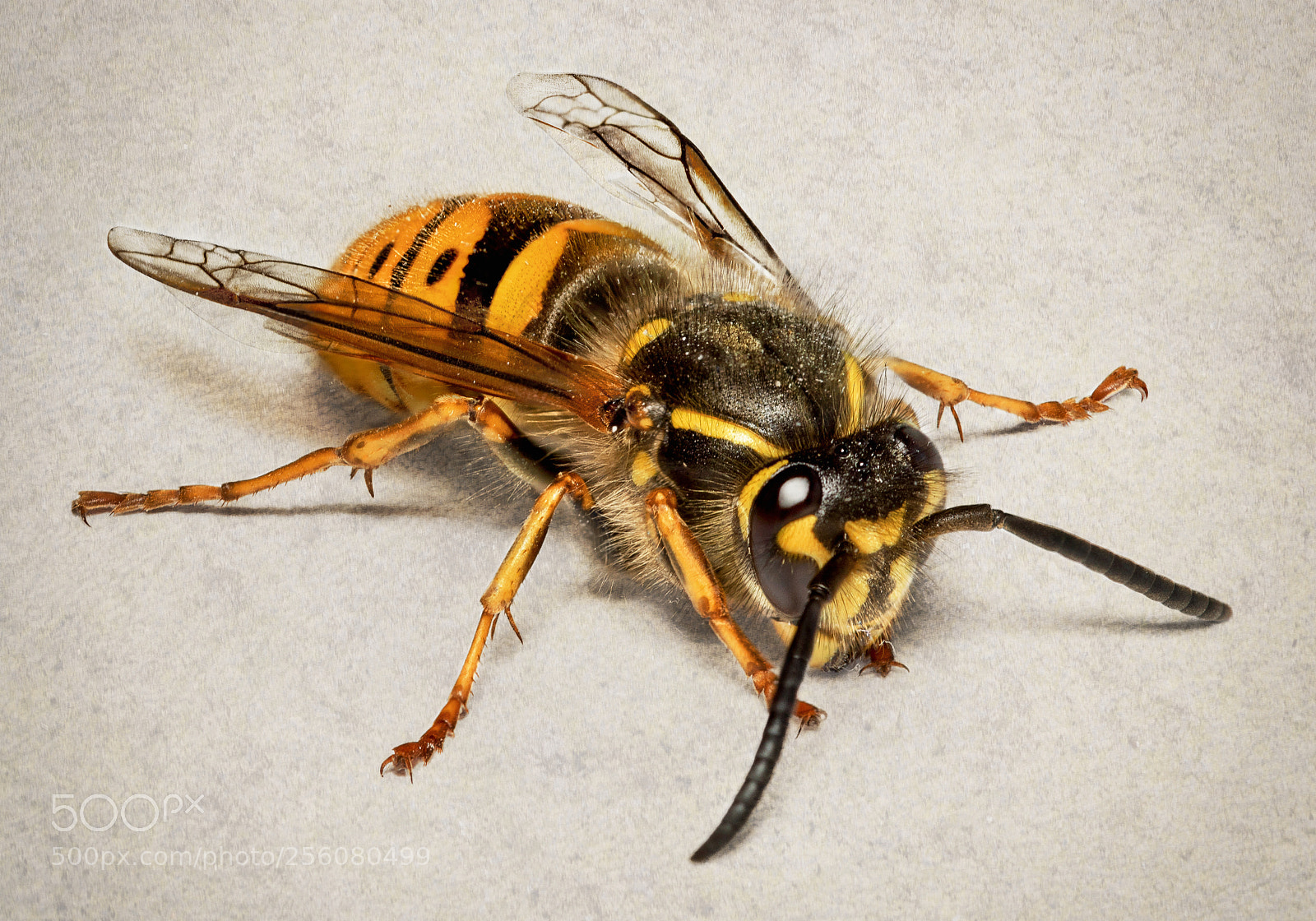 Canon EOS 5D Mark IV sample photo. Yellowjacket photography