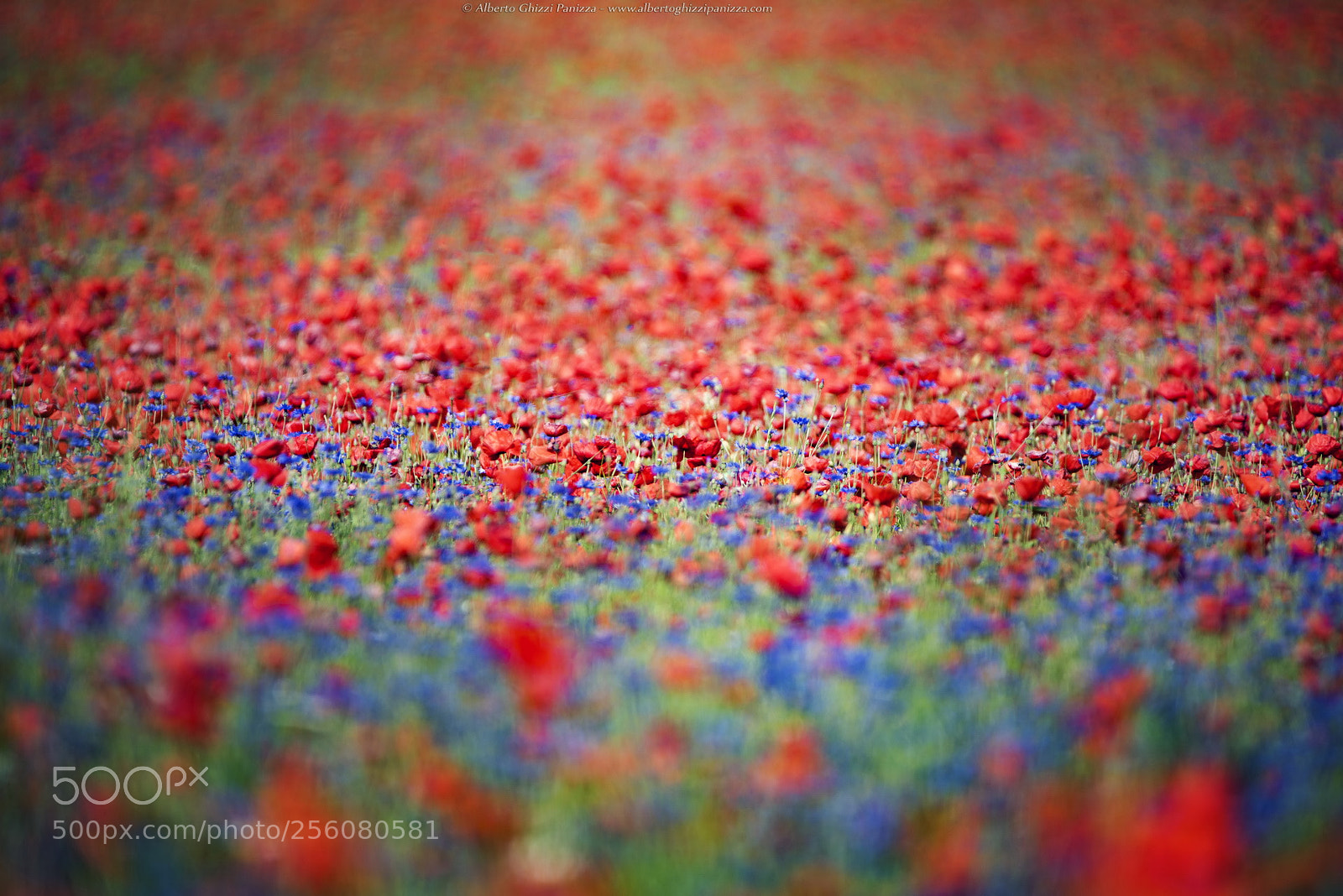 Nikon D810 sample photo. Colors of castelluccio photography
