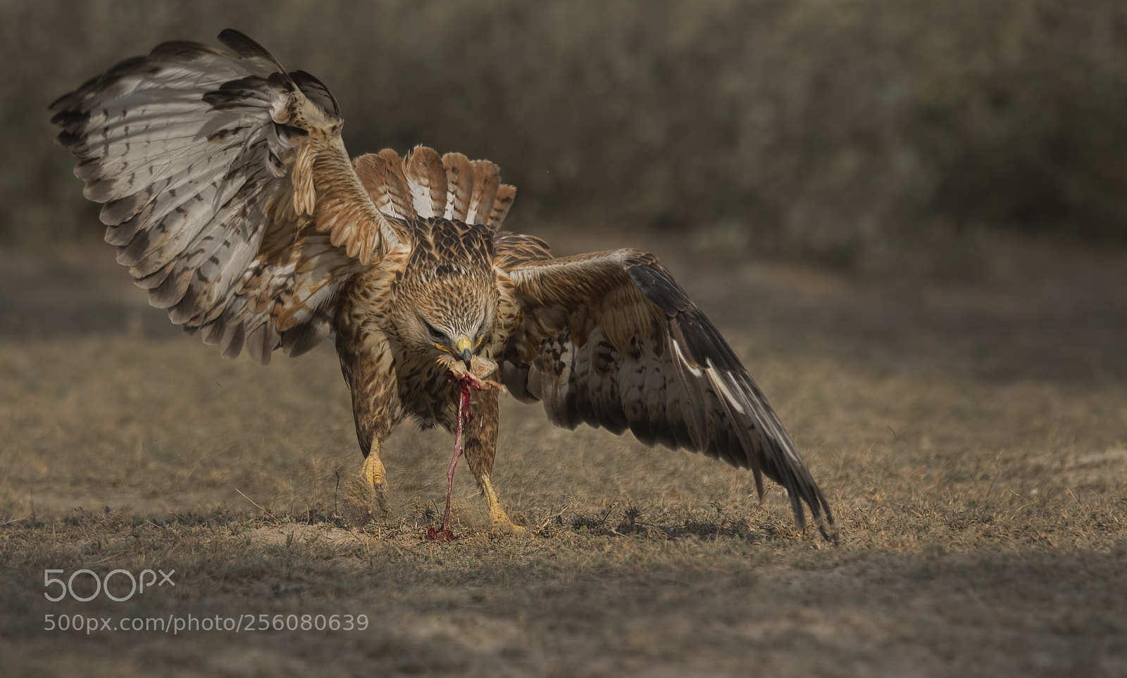 Nikon D750 sample photo. Long legged buzzard photography