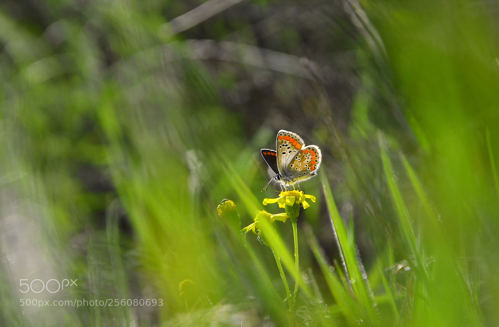 Nikon D7000 sample photo. Butterfly photography