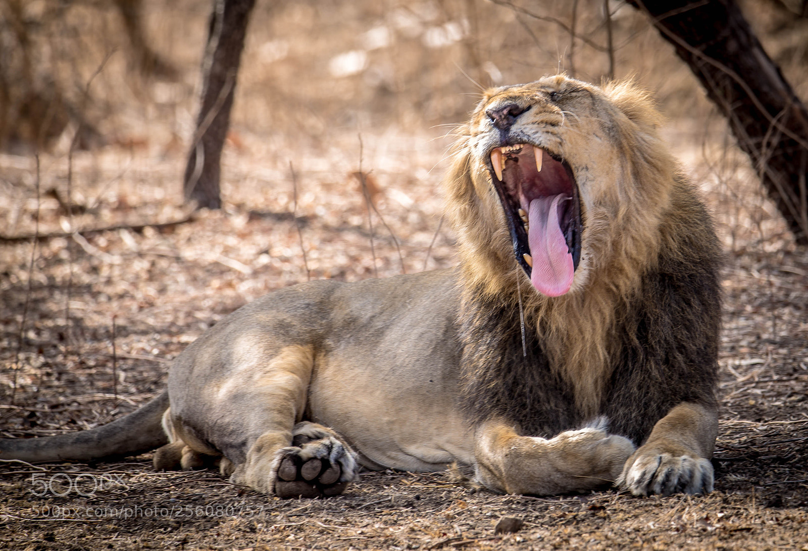 Canon EOS 6D sample photo. The king photography