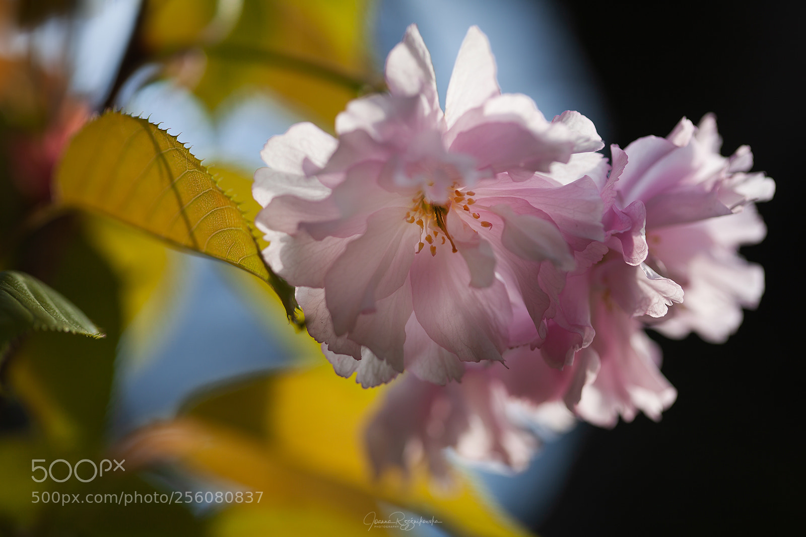 Canon EOS 5D Mark II sample photo. Tasting the spring photography