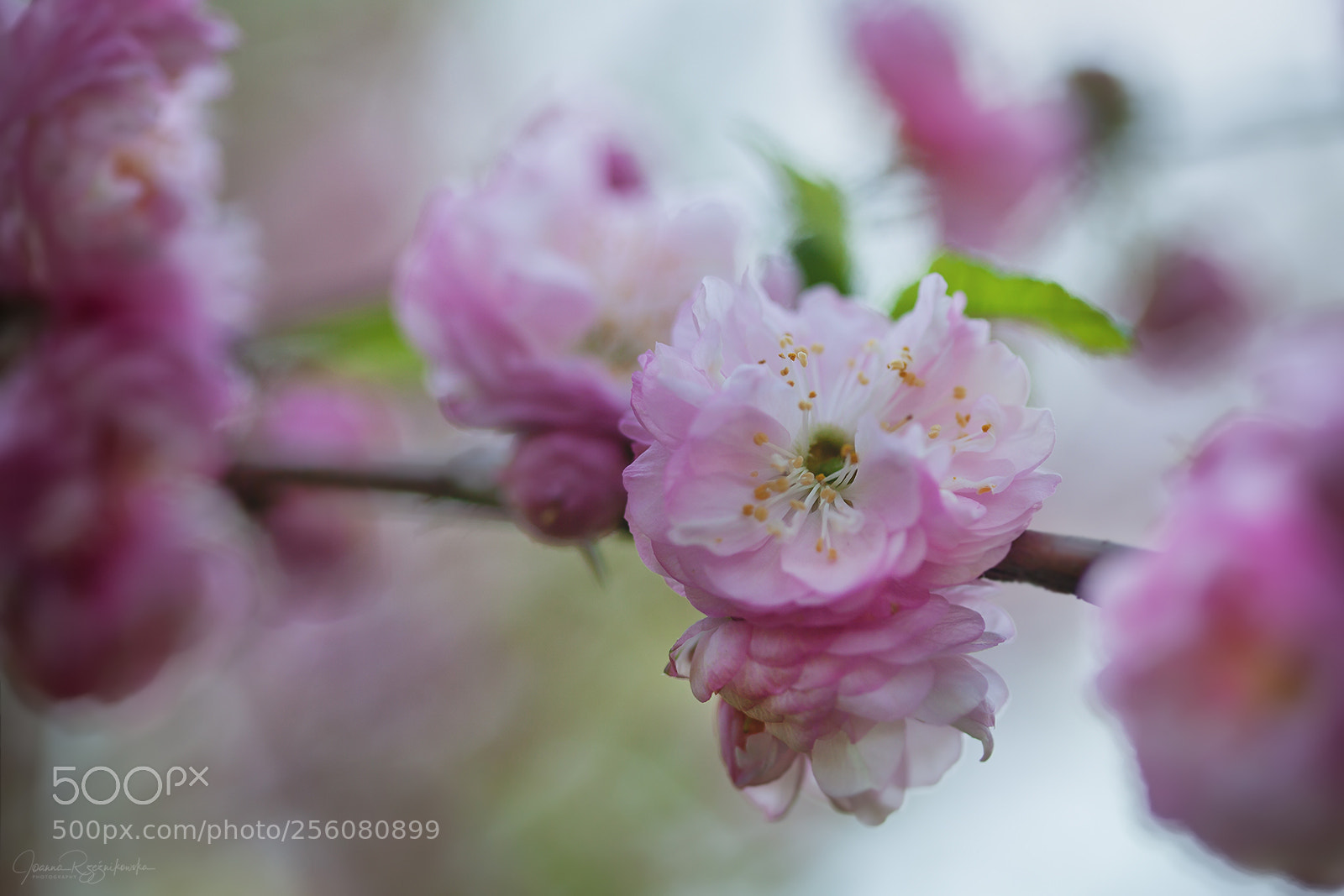 Canon EOS 5D Mark II sample photo. Tasting the spring photography