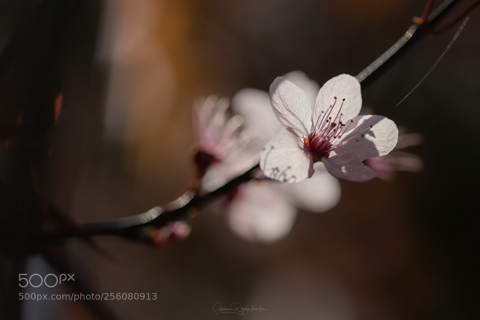 Canon EOS 5D Mark II sample photo. Tasting the spring photography