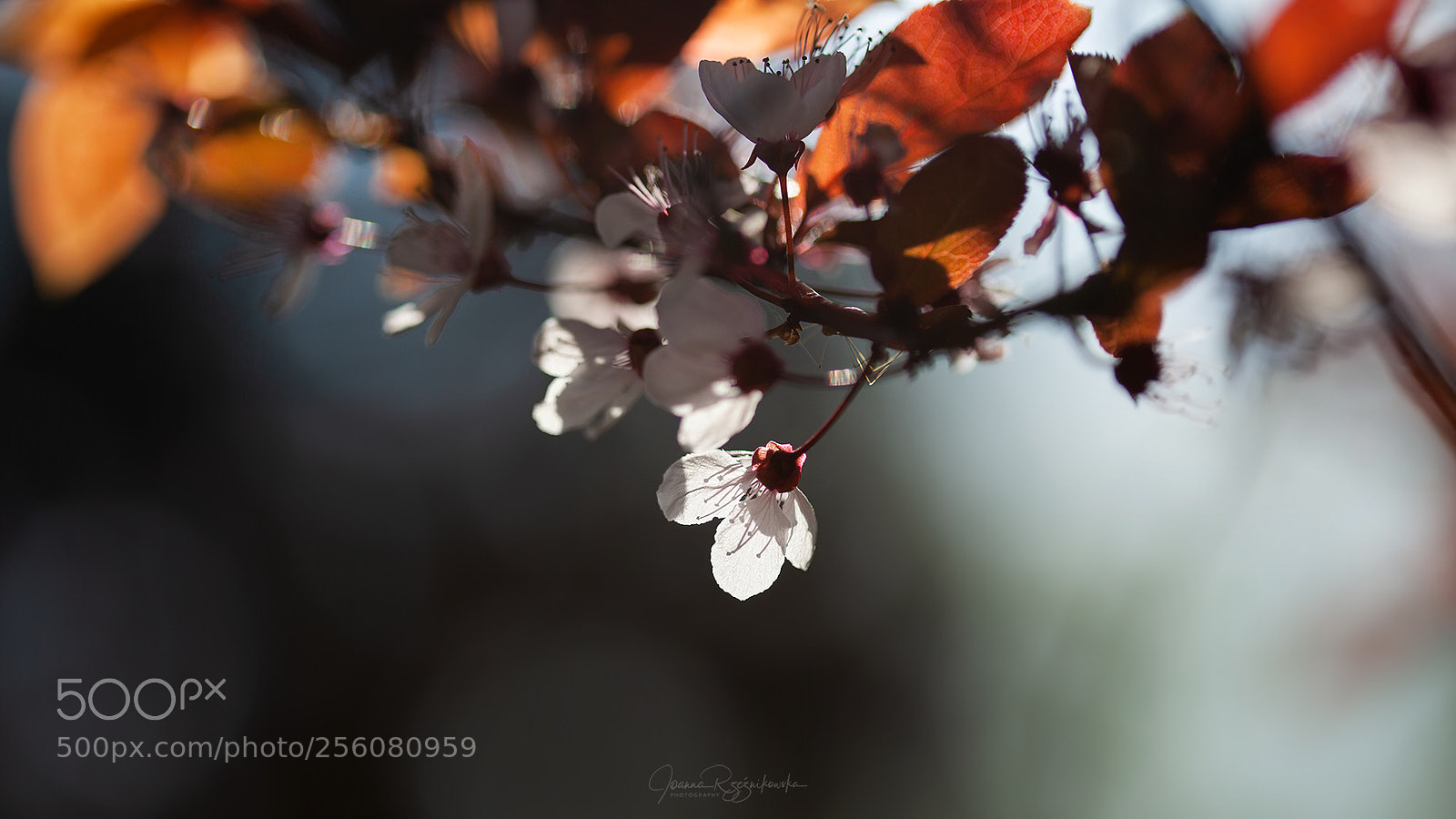 Canon EOS 5D Mark II sample photo. Tasting the spring photography