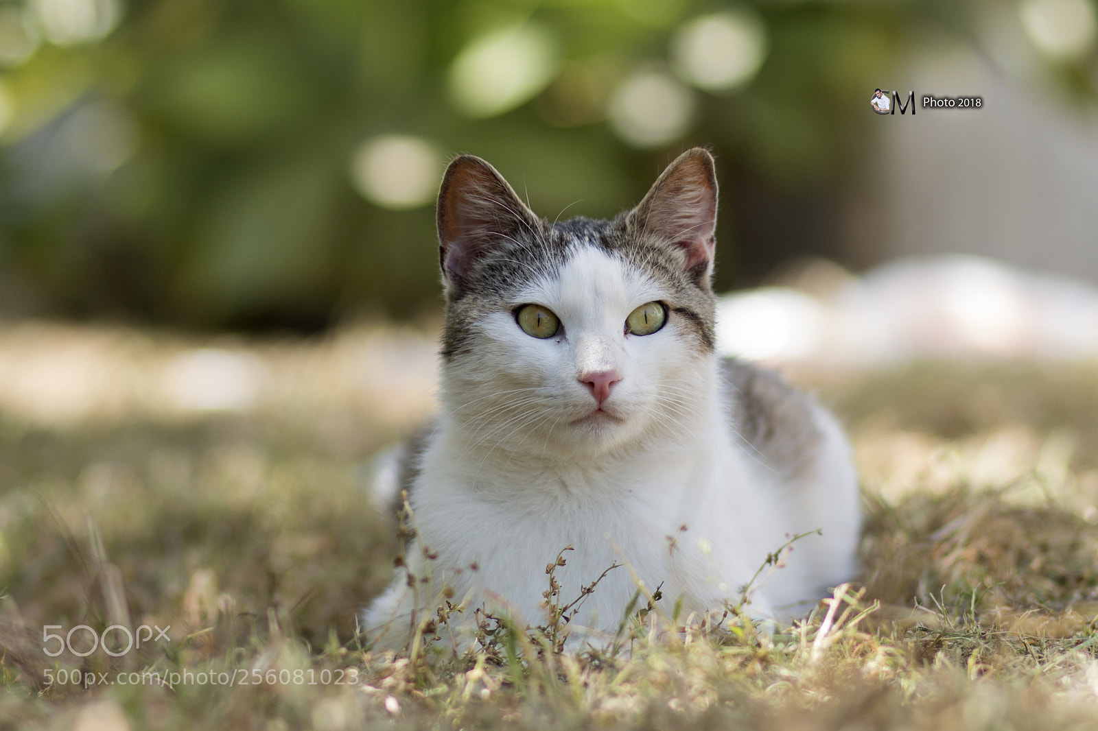 Canon EOS 70D sample photo. Gatto photography