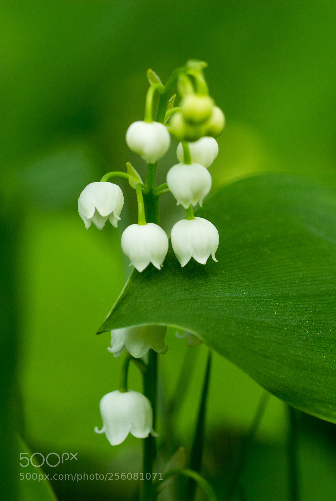 Canon EOS 60D sample photo. Lilyofthevalley photography