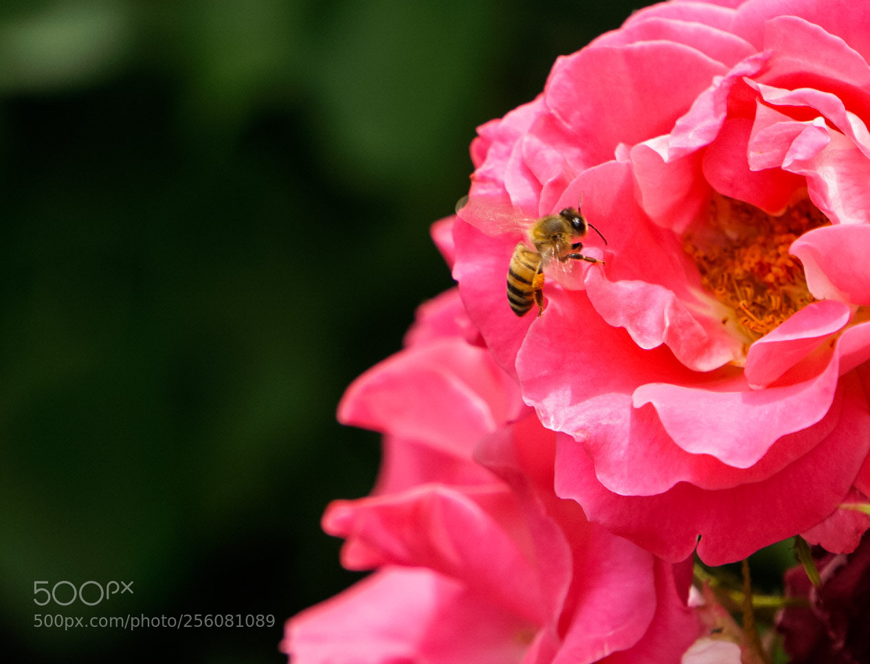 Sony a6000 sample photo. Spring has come photography