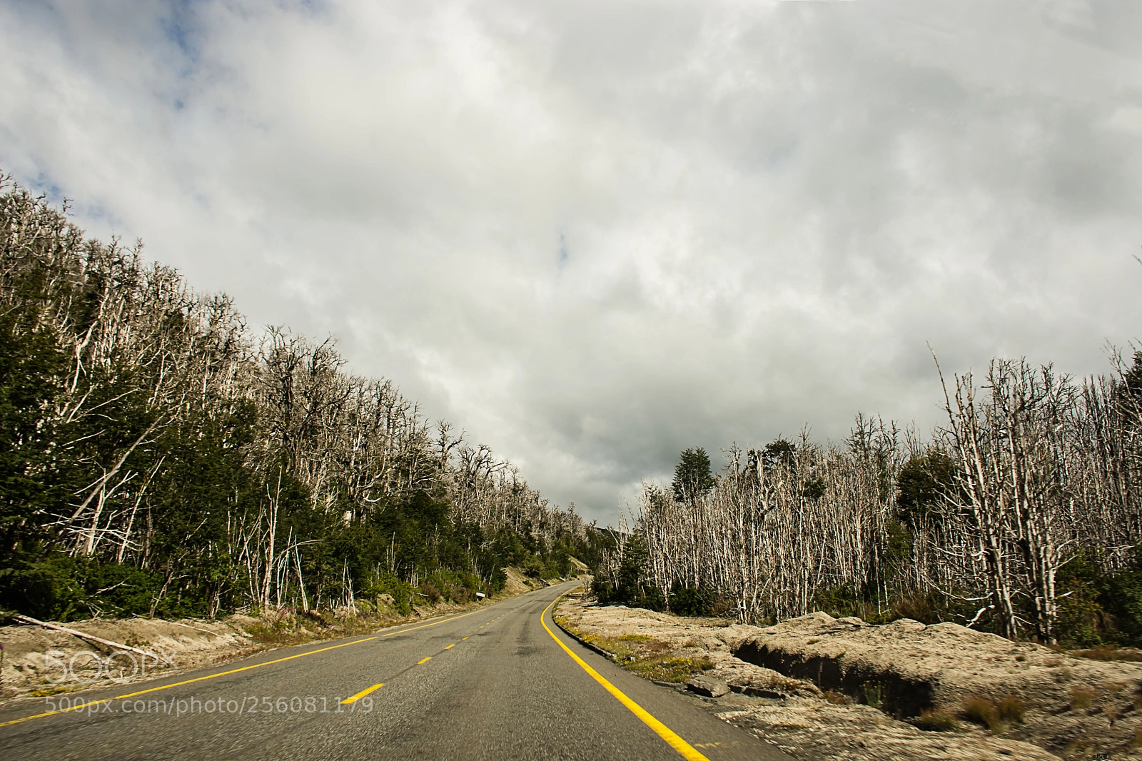 Nikon D7200 sample photo. Dead forest photography