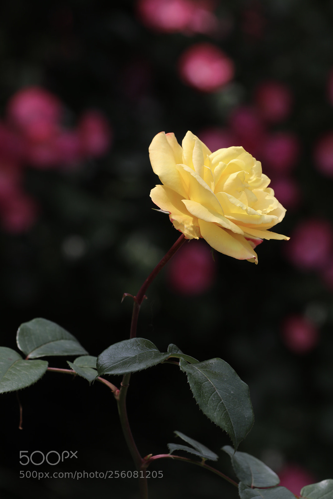 Canon EOS 5D Mark IV sample photo. 月季 photography