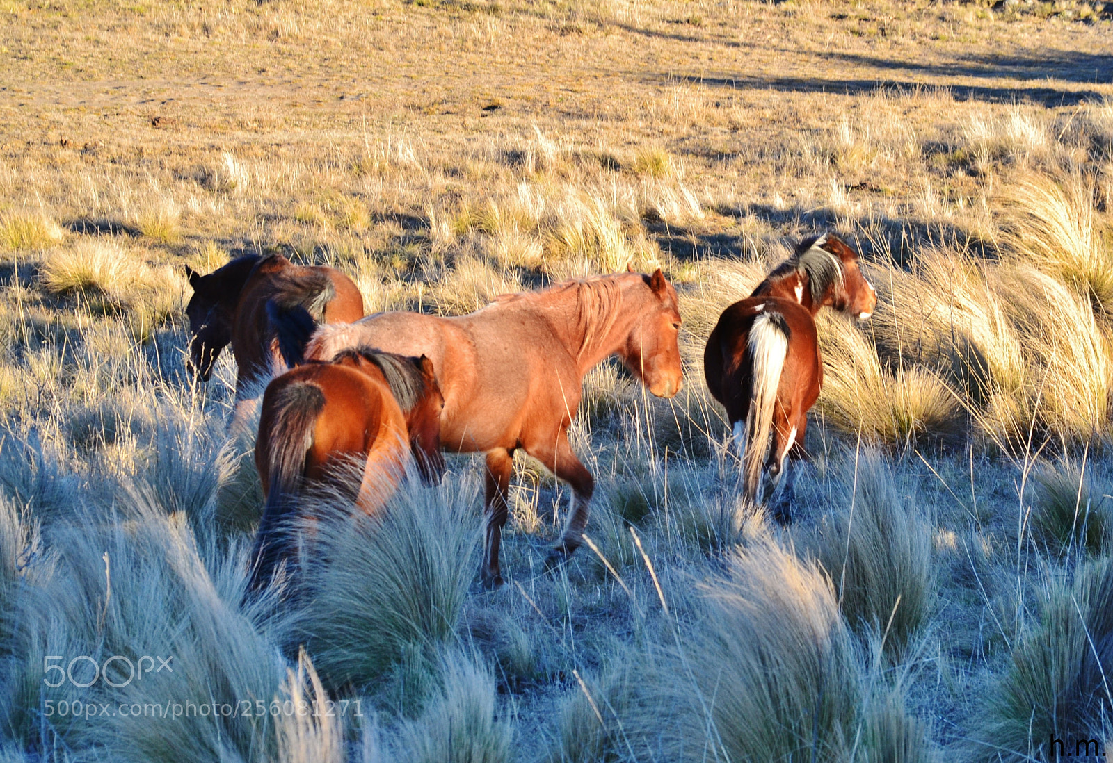 Nikon D3100 sample photo. Dbd o photography